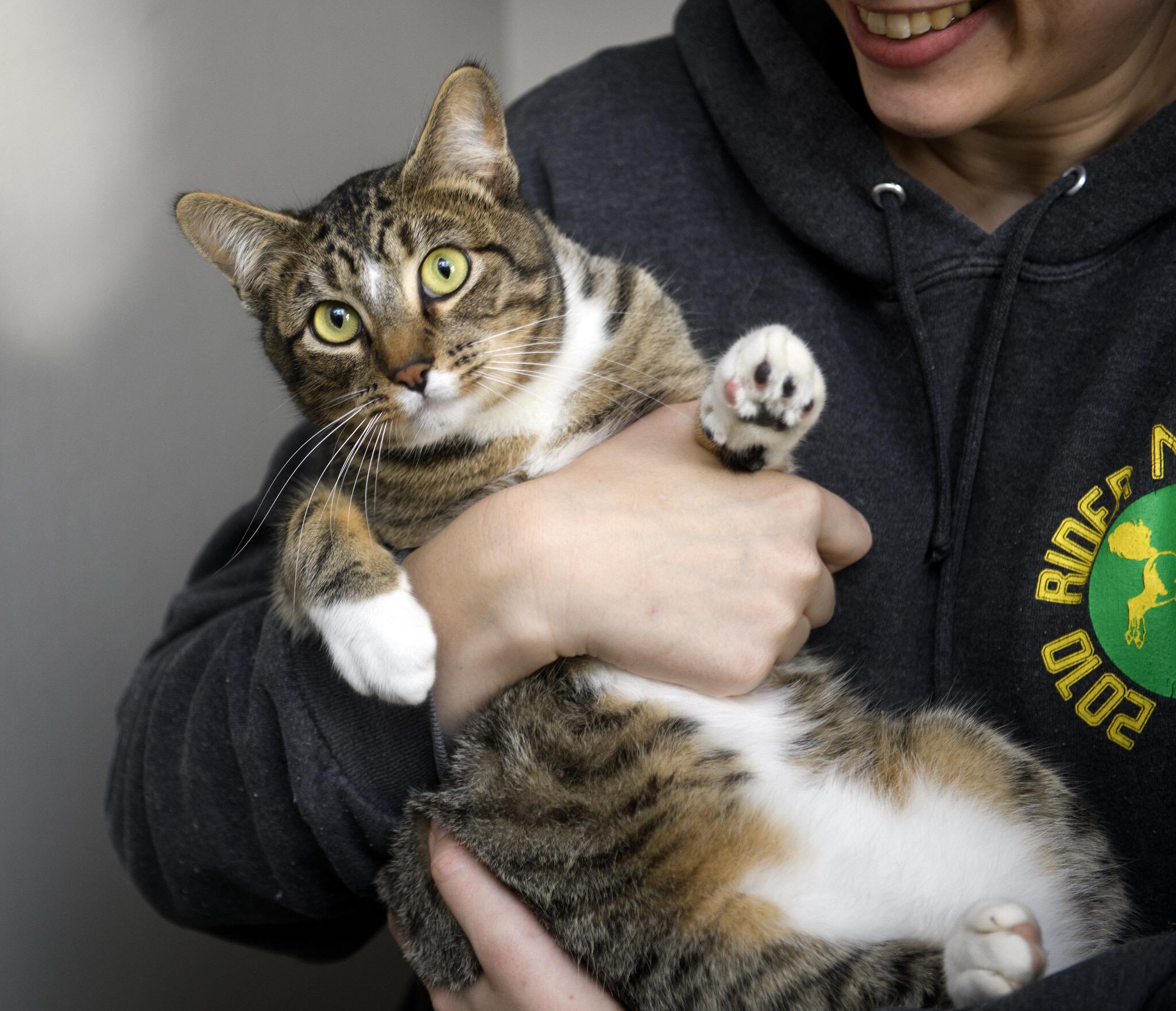 Froyd, ADOPTABLE, Adult Male Domestic Short Hair.