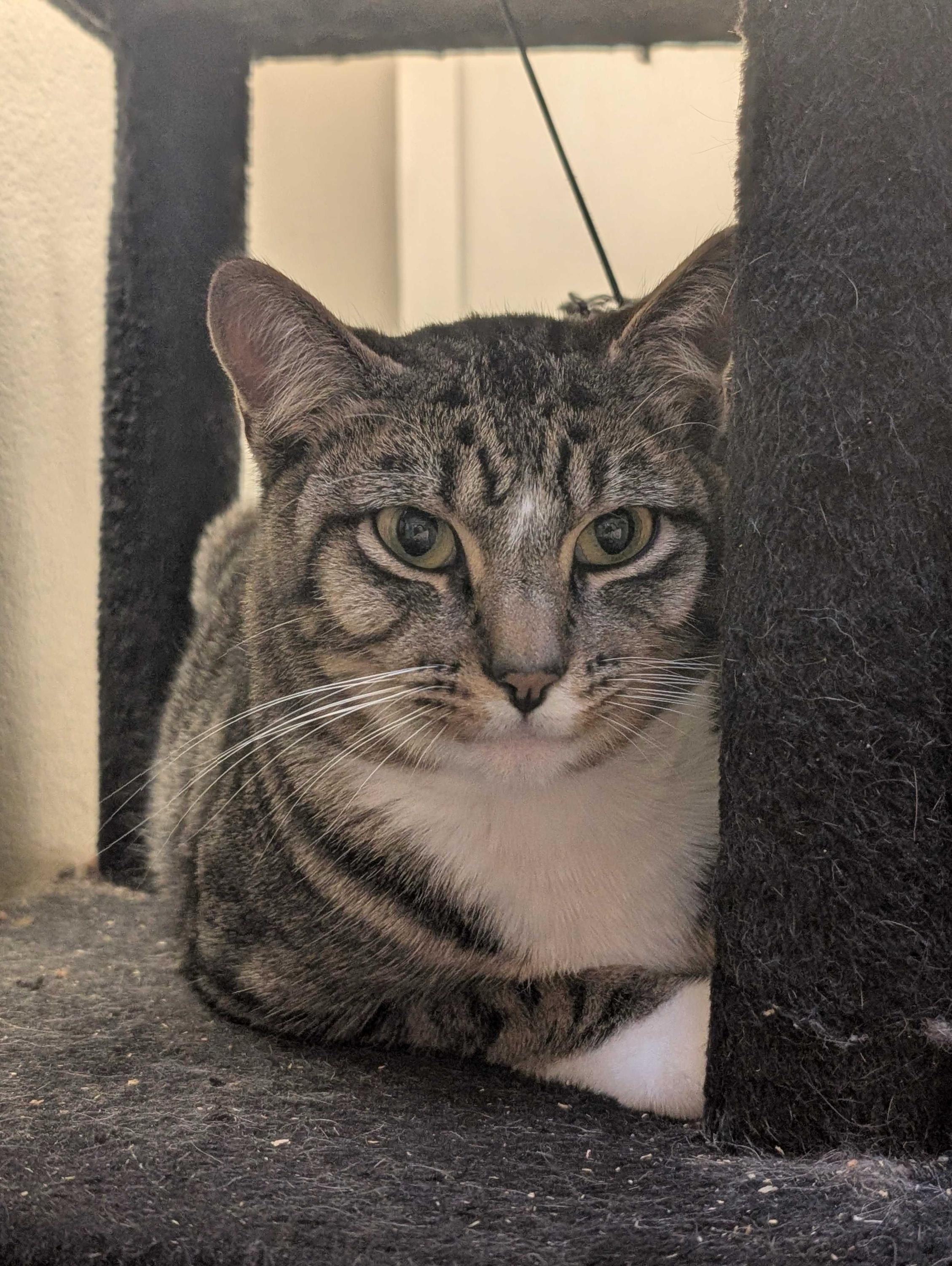 Froyd, an adoptable Domestic Short Hair in Seattle, WA image 2/5