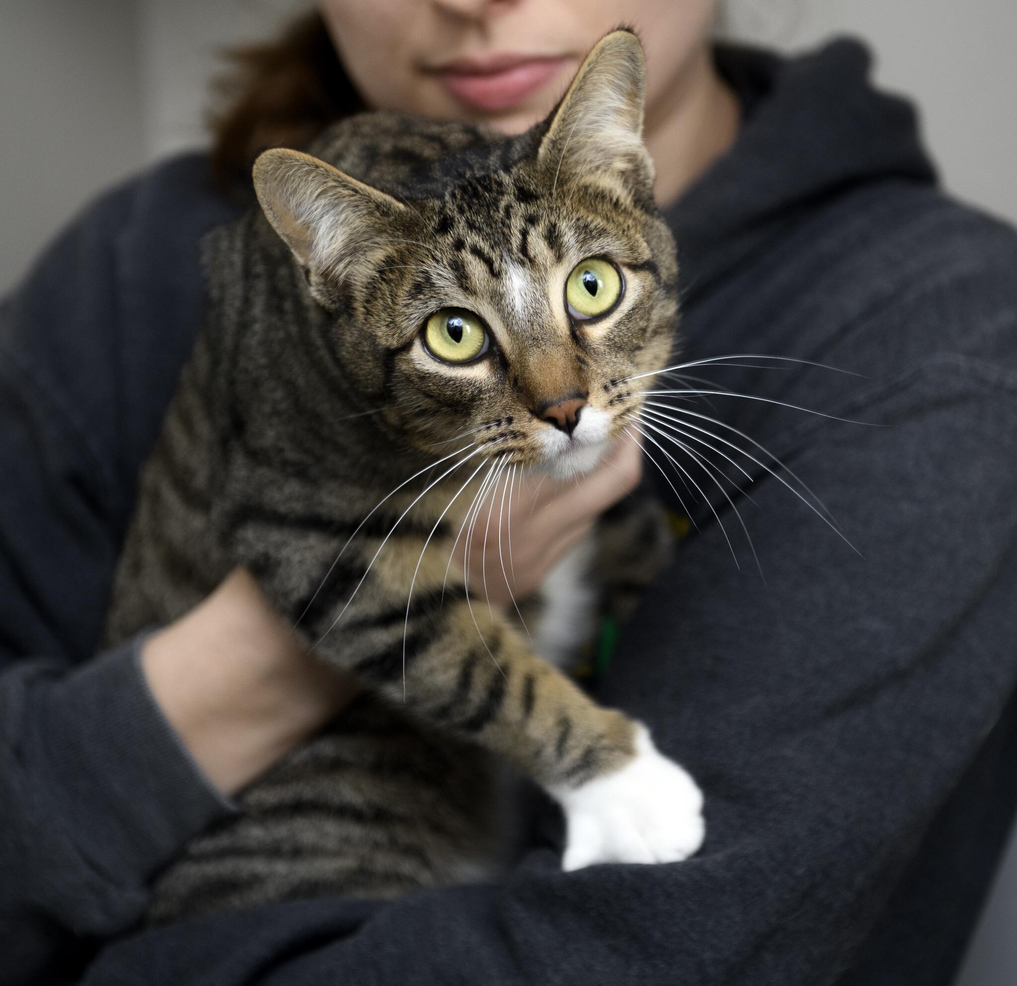 Froyd, an adoptable Domestic Short Hair in Seattle, WA image 4/5