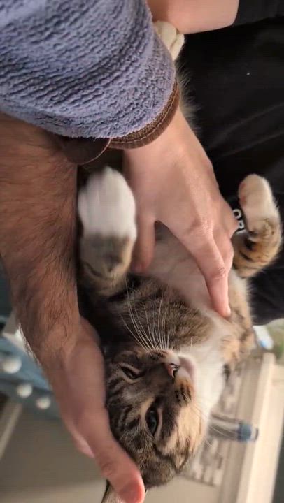 Enlarge Froyd, an adoptable Domestic Short Hair in Seattle, WA video 5/5