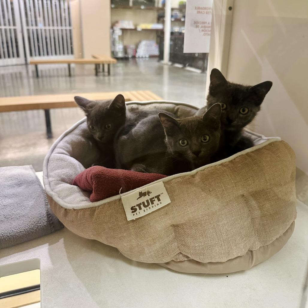 Peni, Adoptable, Kitten Female Domestic Short Hair.