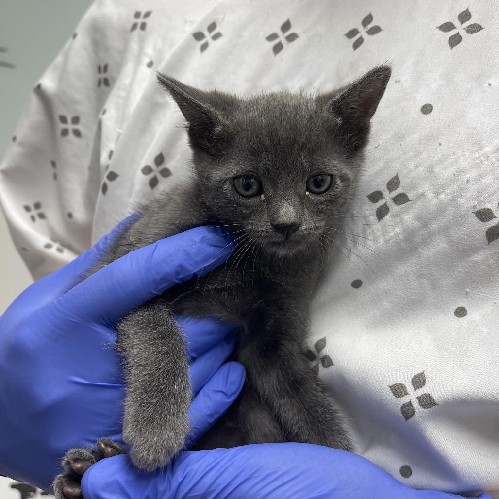 Enlarge Peni, a Adoptable Domestic Short Hair in Long Beach, CA image 2/3