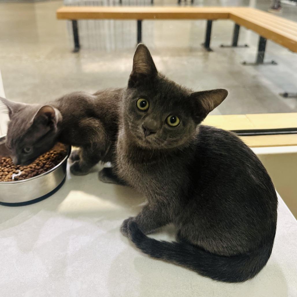 Enlarge Peni, a Adoptable Domestic Short Hair in Long Beach, CA image 3/3