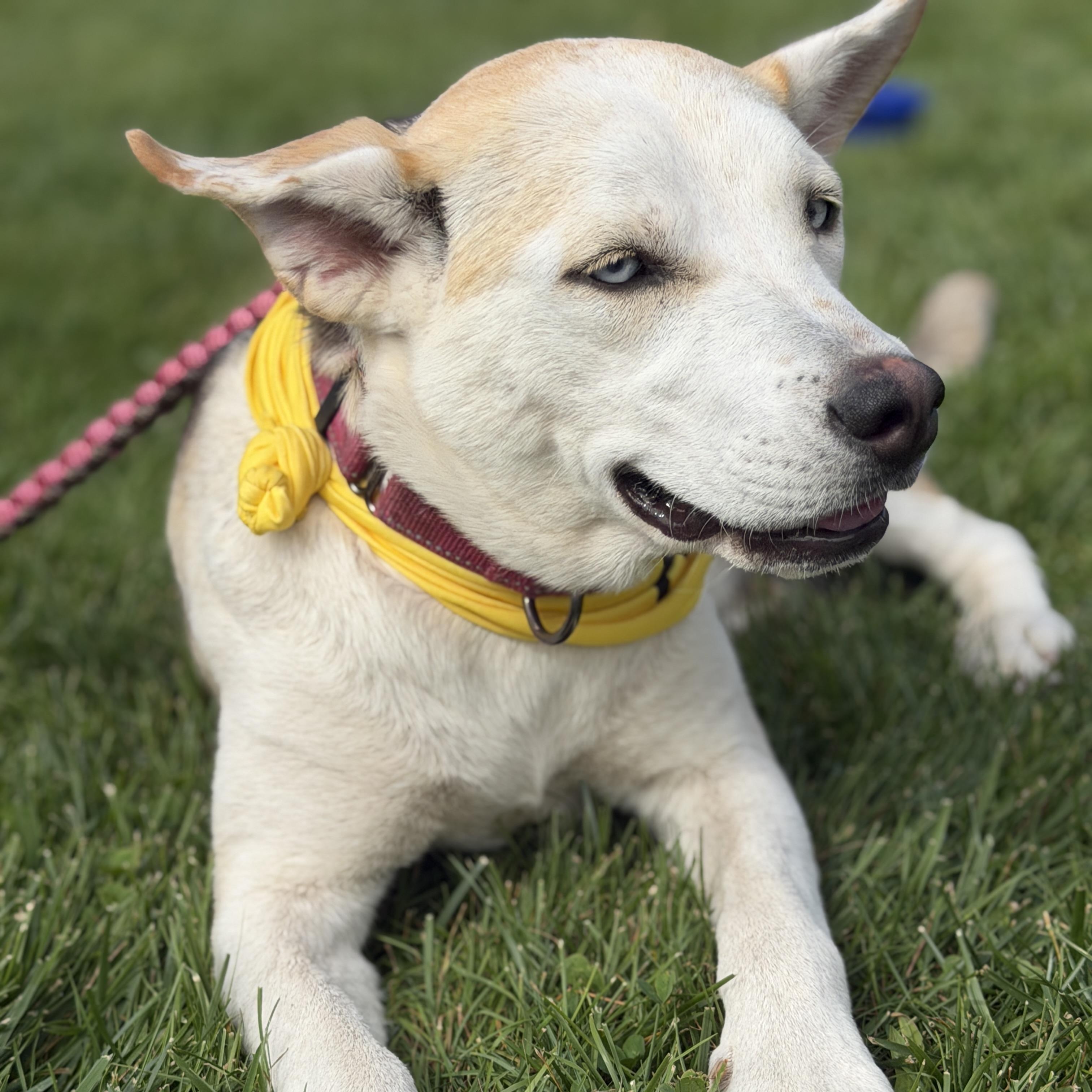 Enlarge Sparkle, a Adoptable mixed breed in Chatham, NJ image 4/6