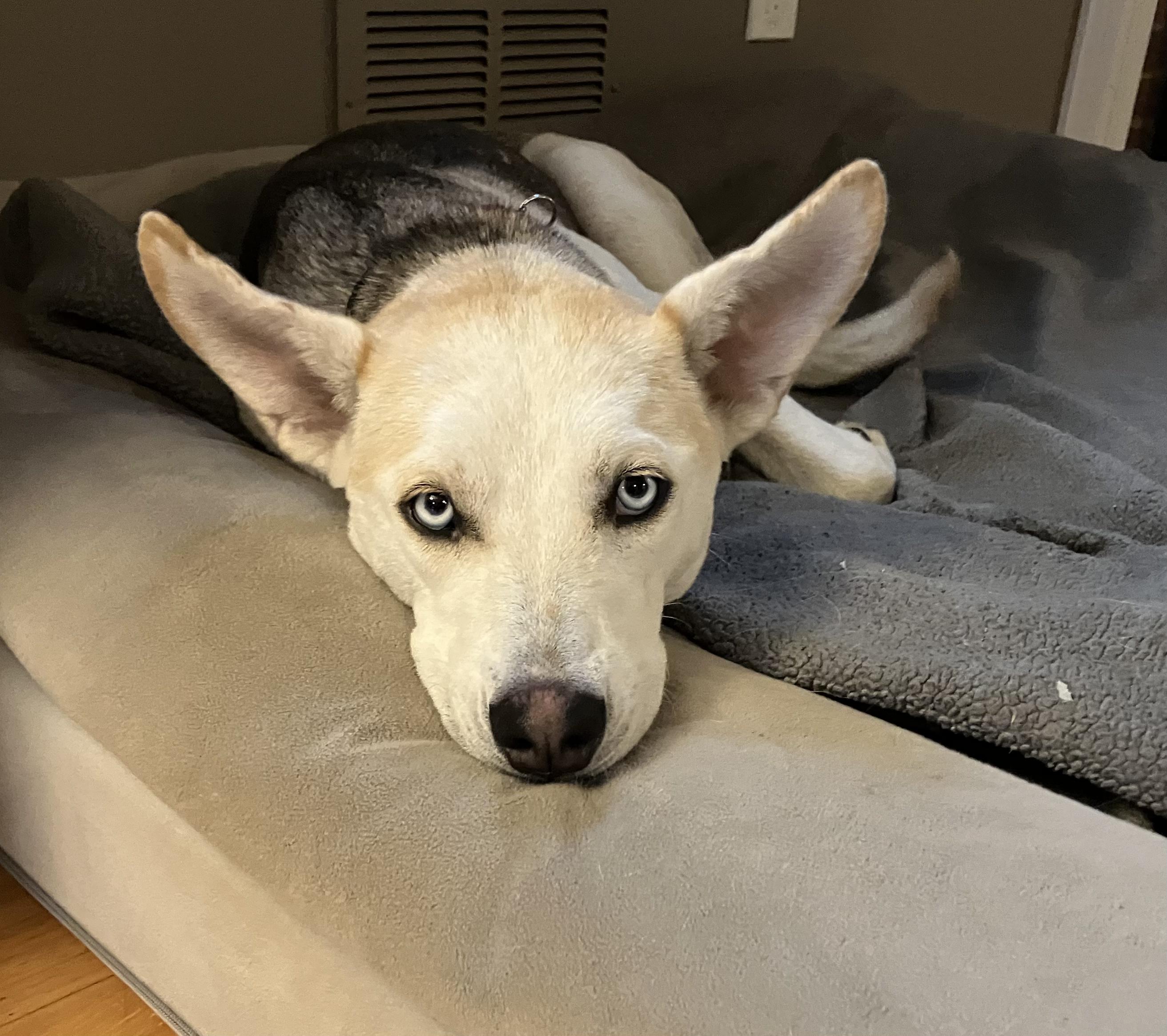 Enlarge Sparkle, a Adoptable mixed breed in Chatham, NJ image 1/6