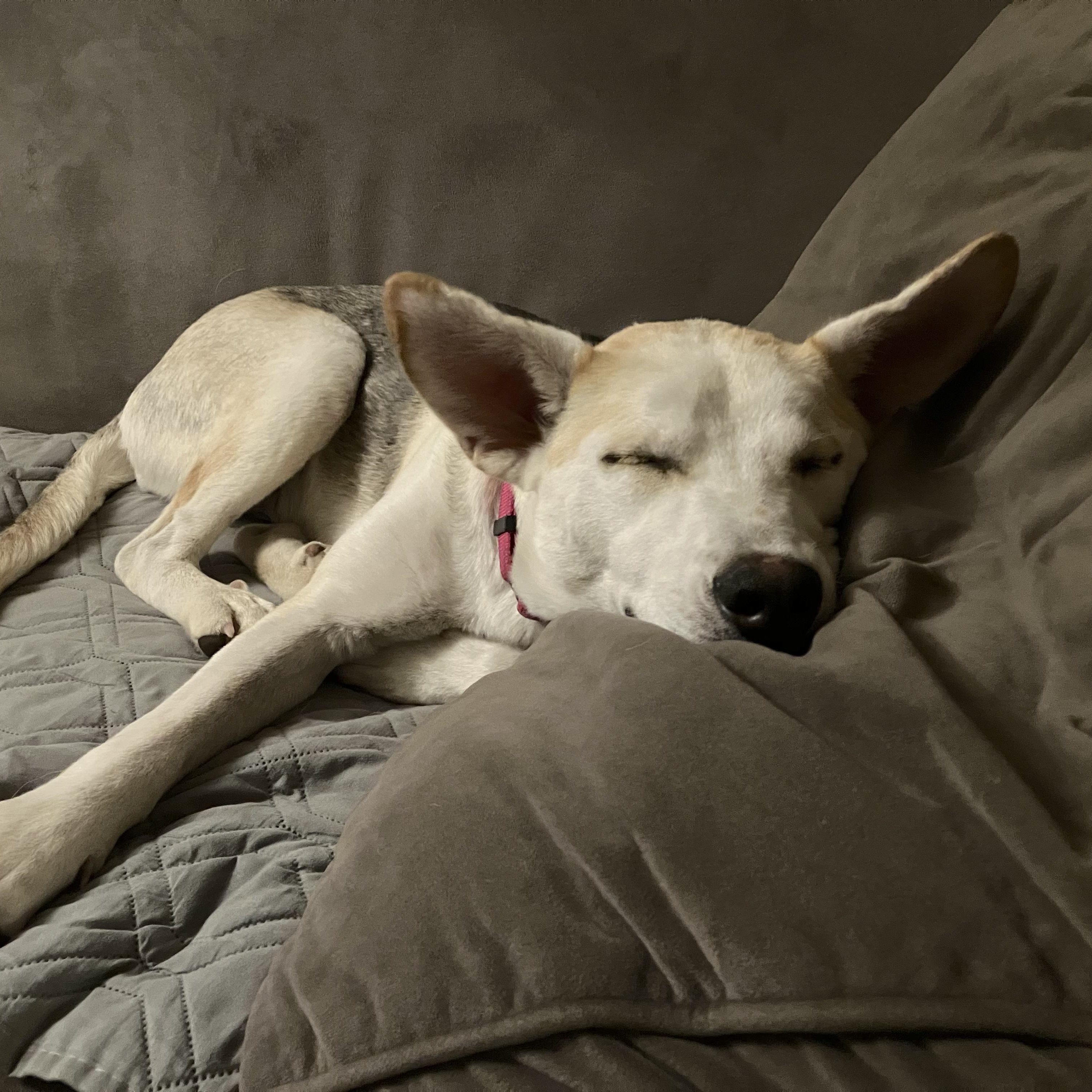 Enlarge Sparkle, a Adoptable mixed breed in Chatham, NJ image 3/6