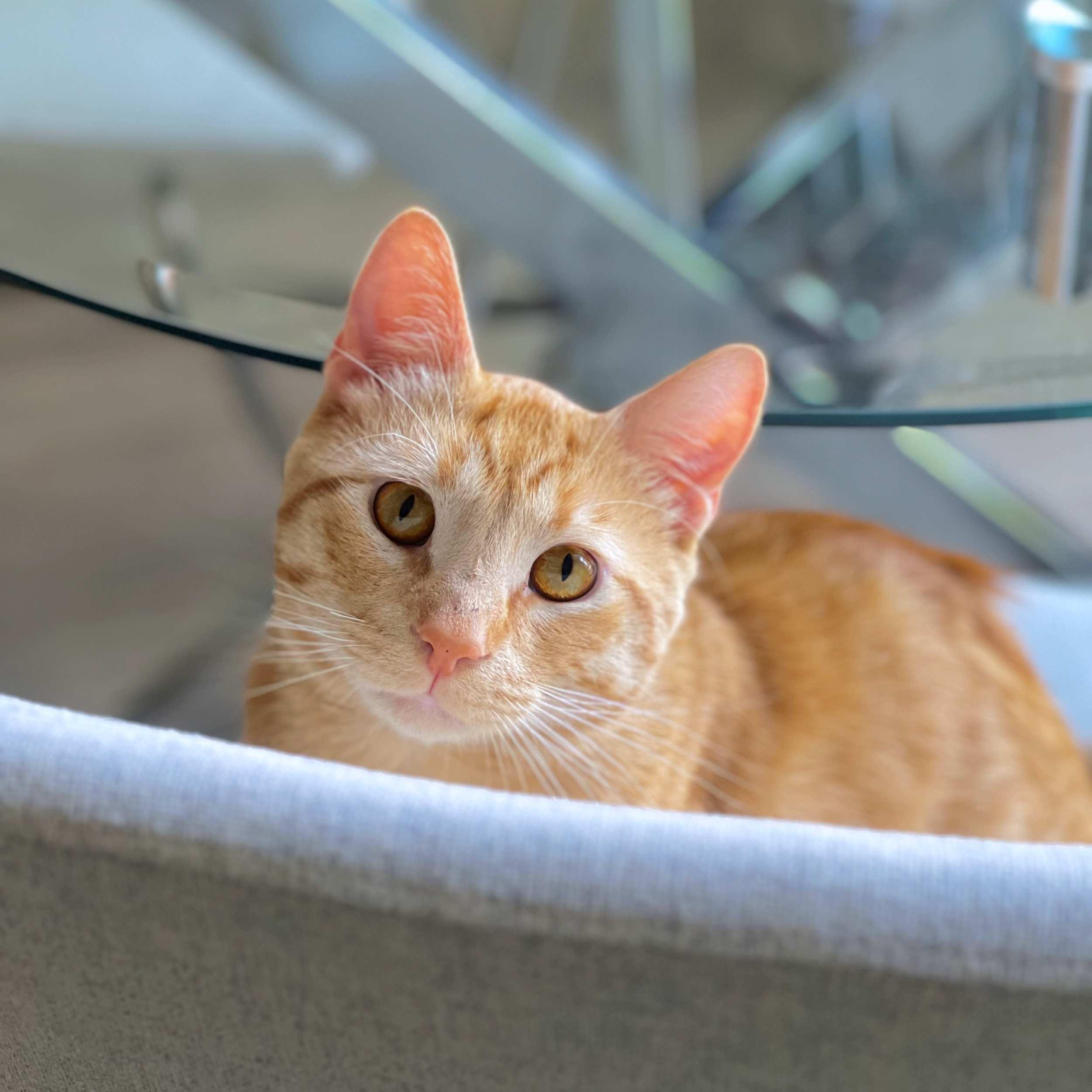 Fanta, an adoptable Domestic Short Hair in Calgary, AB, T2E 3Z7 | Photo Image 1