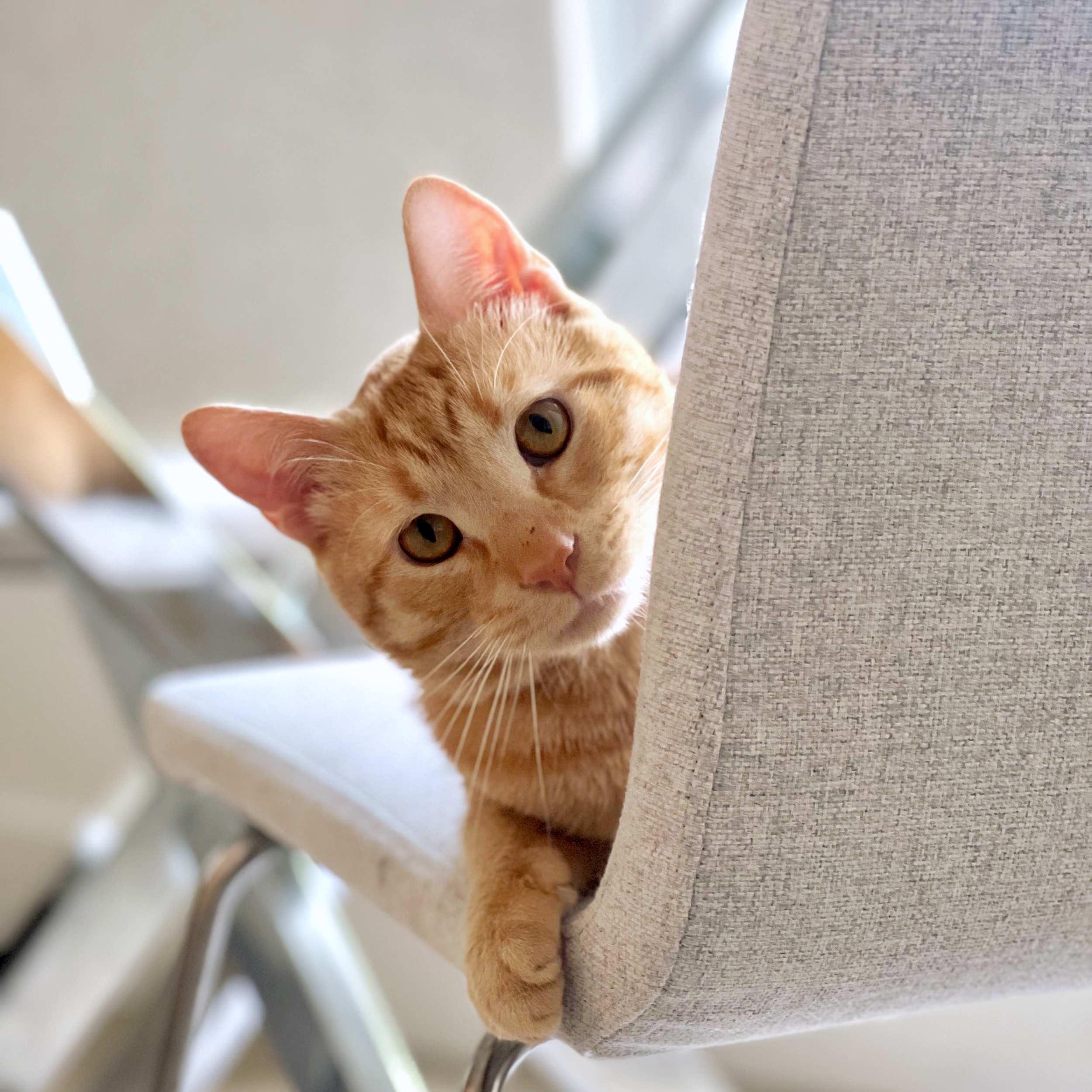 Fanta, an adoptable Domestic Short Hair in Calgary, AB, T2E 3Z7 | Photo Image 2