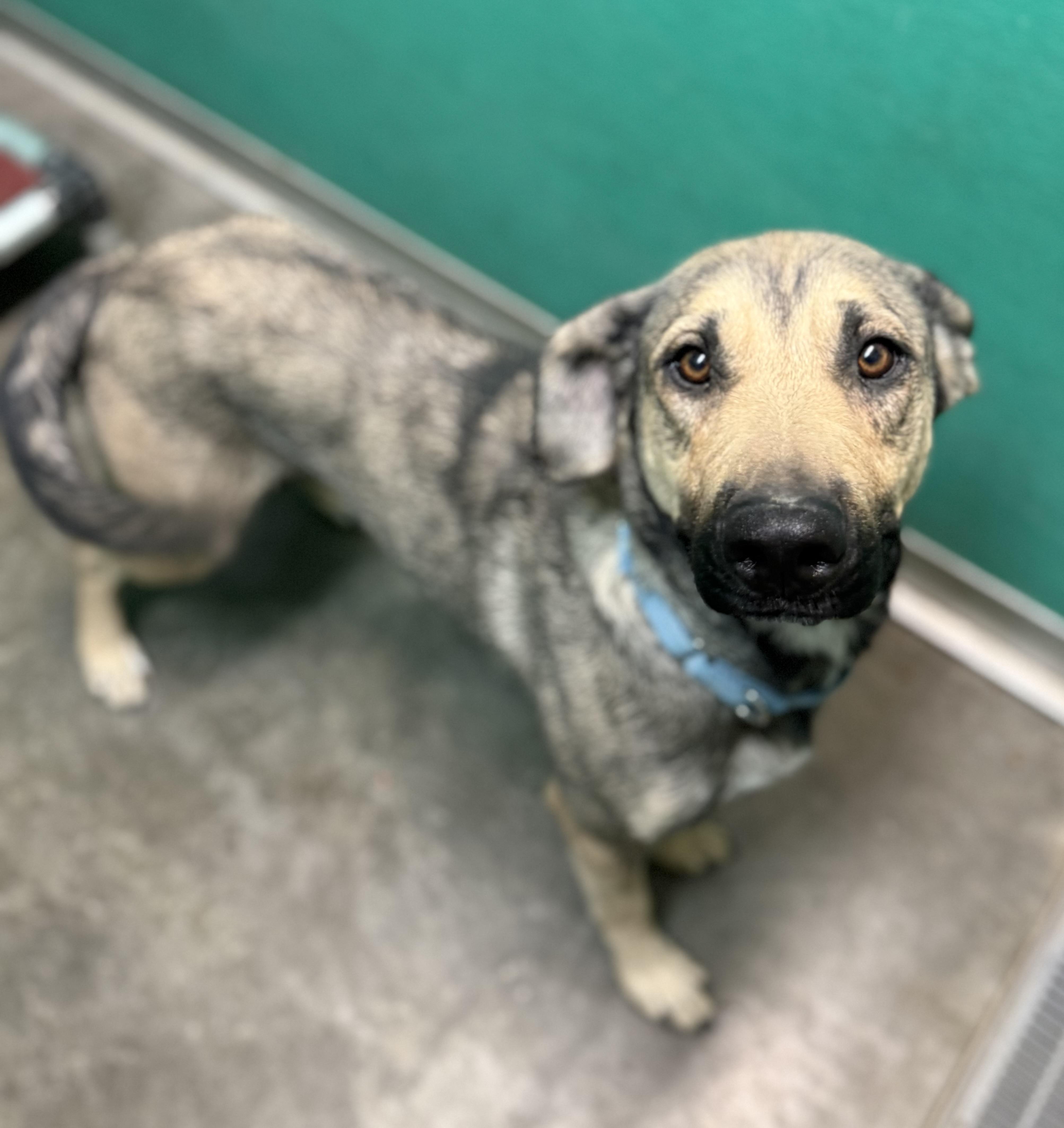 Enlarge Nikki, a Adoptable mixed breed in Hiawatha, KS image 1/5