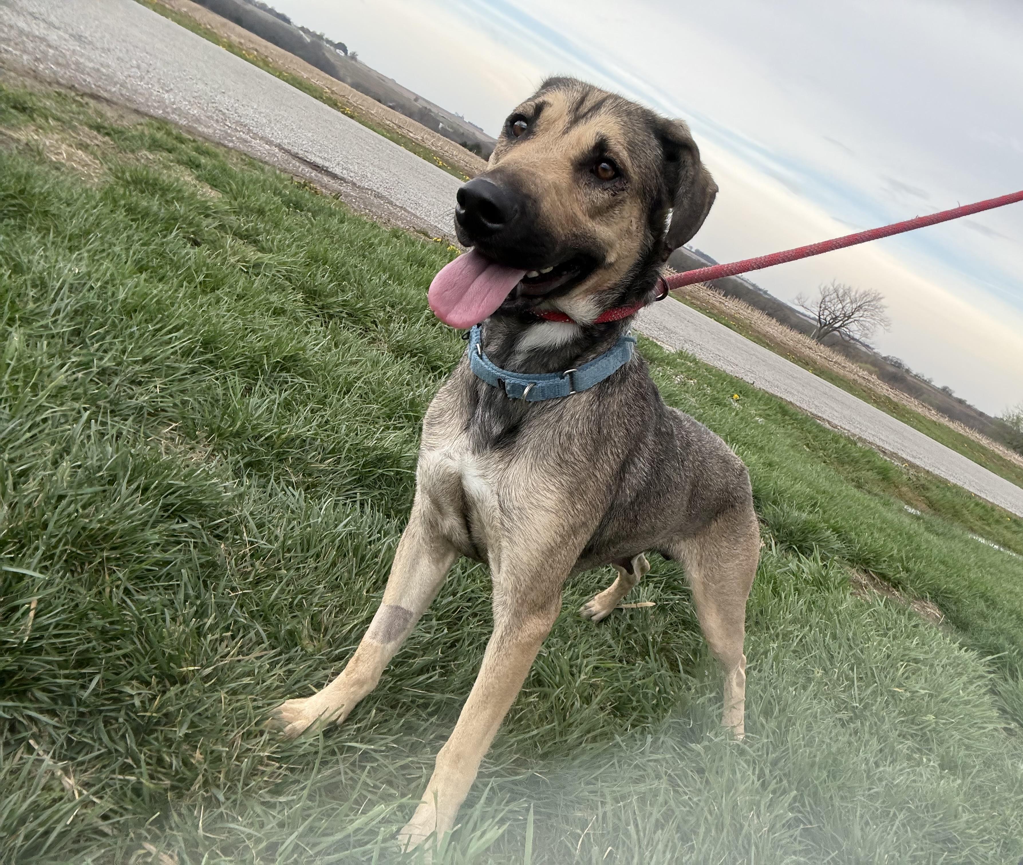Nikki, Adoptable, Puppy Male Shepherd & Hound.