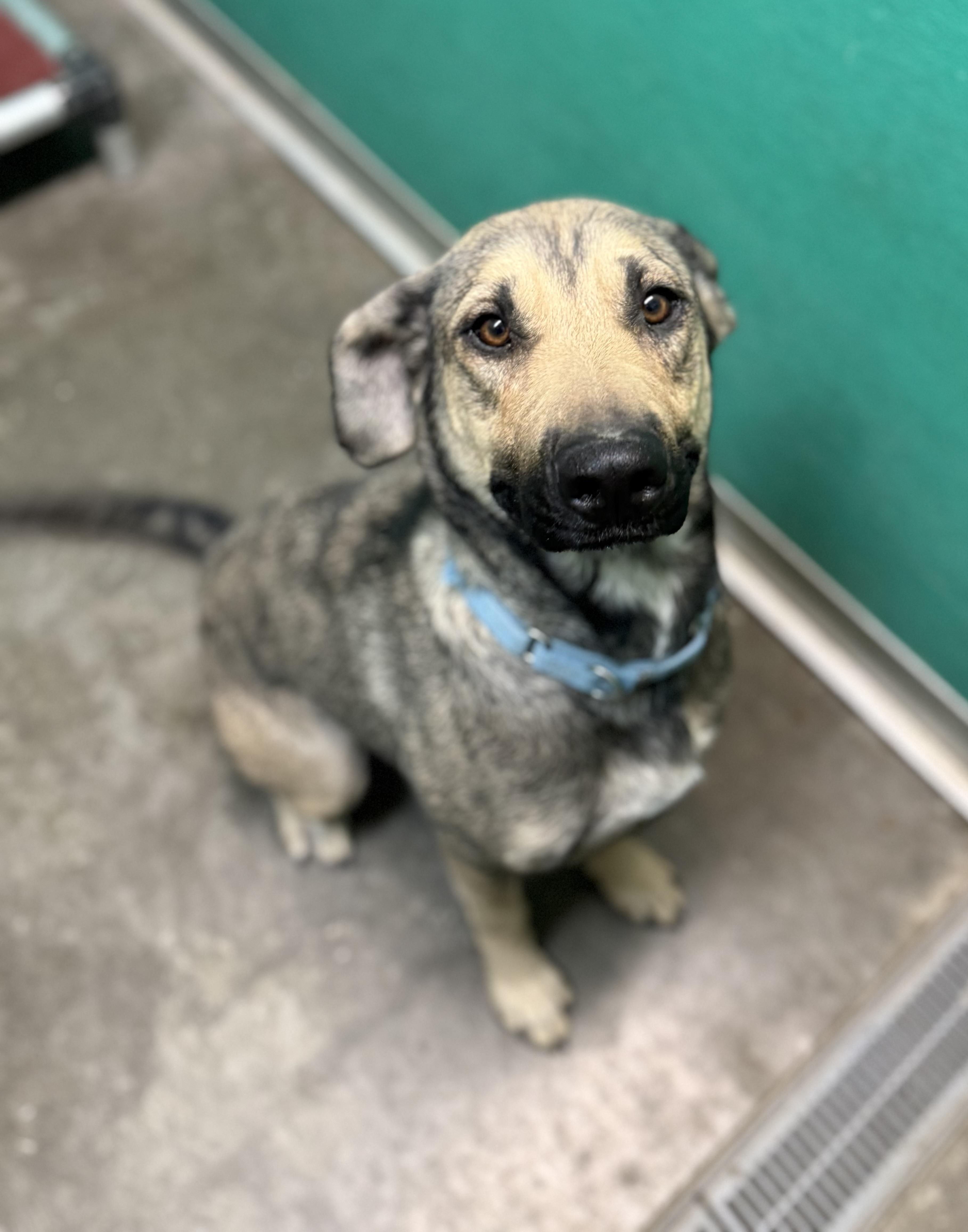 Enlarge Nikki, a Adoptable mixed breed in Hiawatha, KS image 3/5