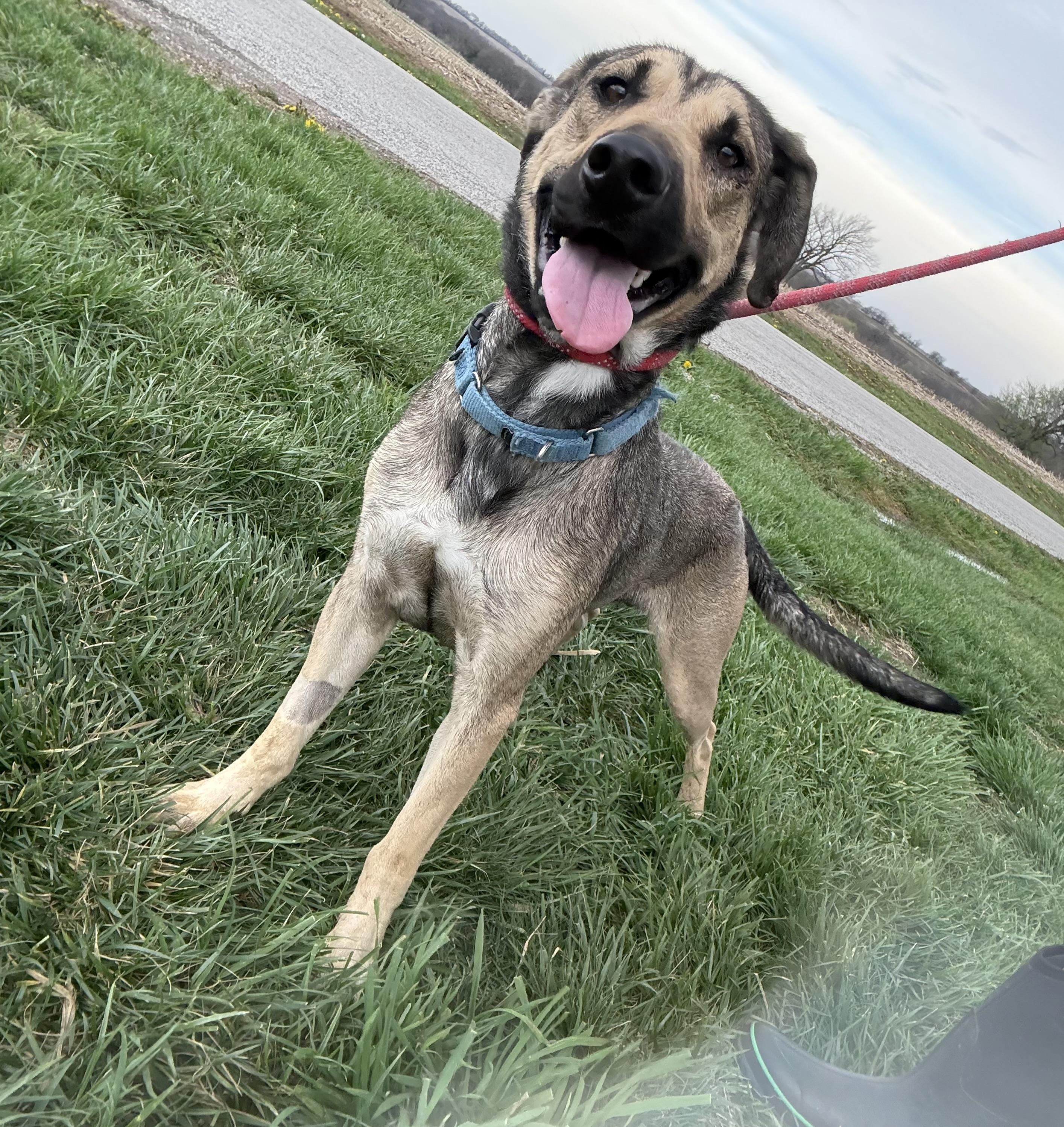 Enlarge Nikki, a Adoptable mixed breed in Hiawatha, KS image 5/6