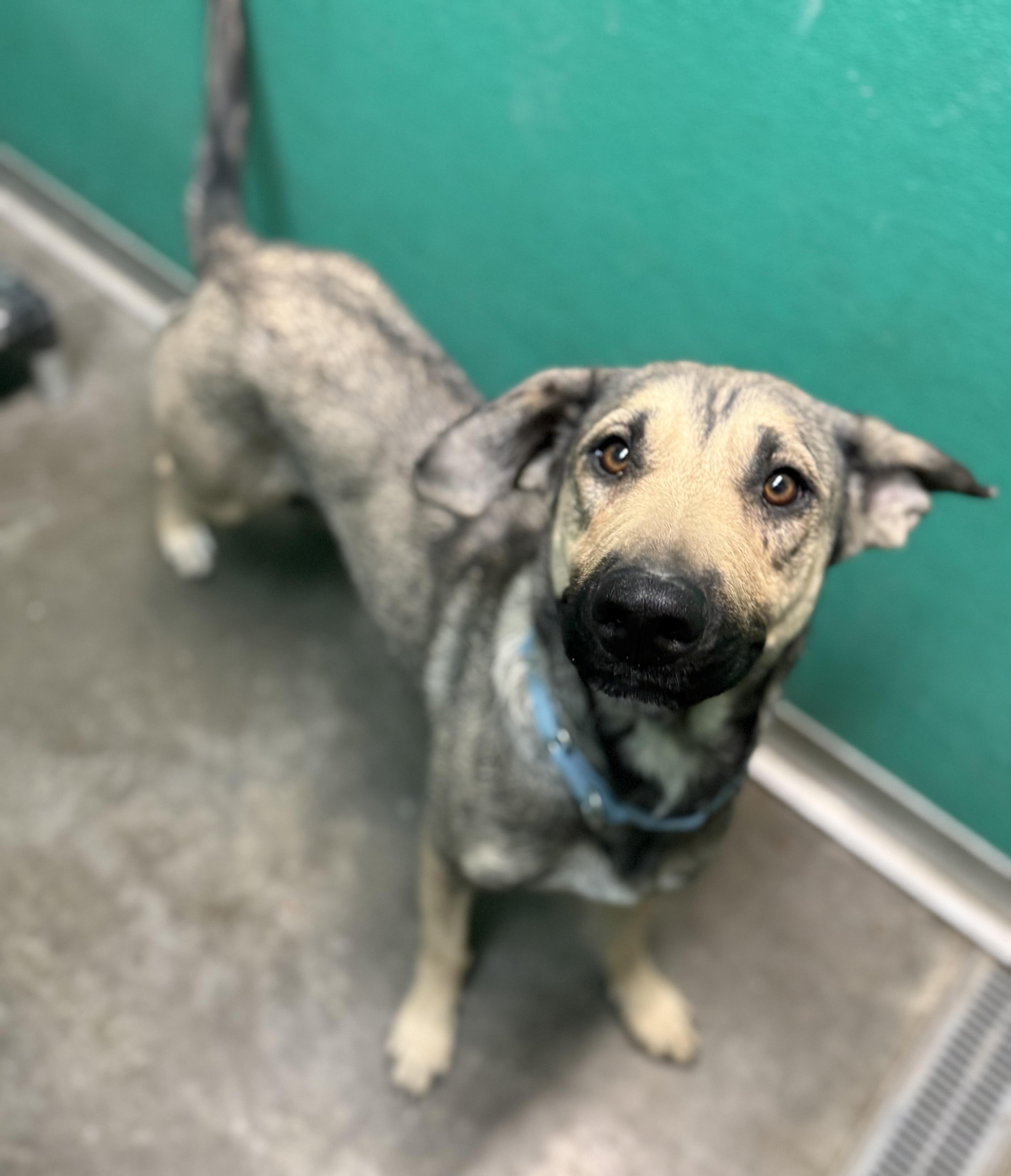 Enlarge Nikki, a Adoptable mixed breed in Hiawatha, KS image 4/5