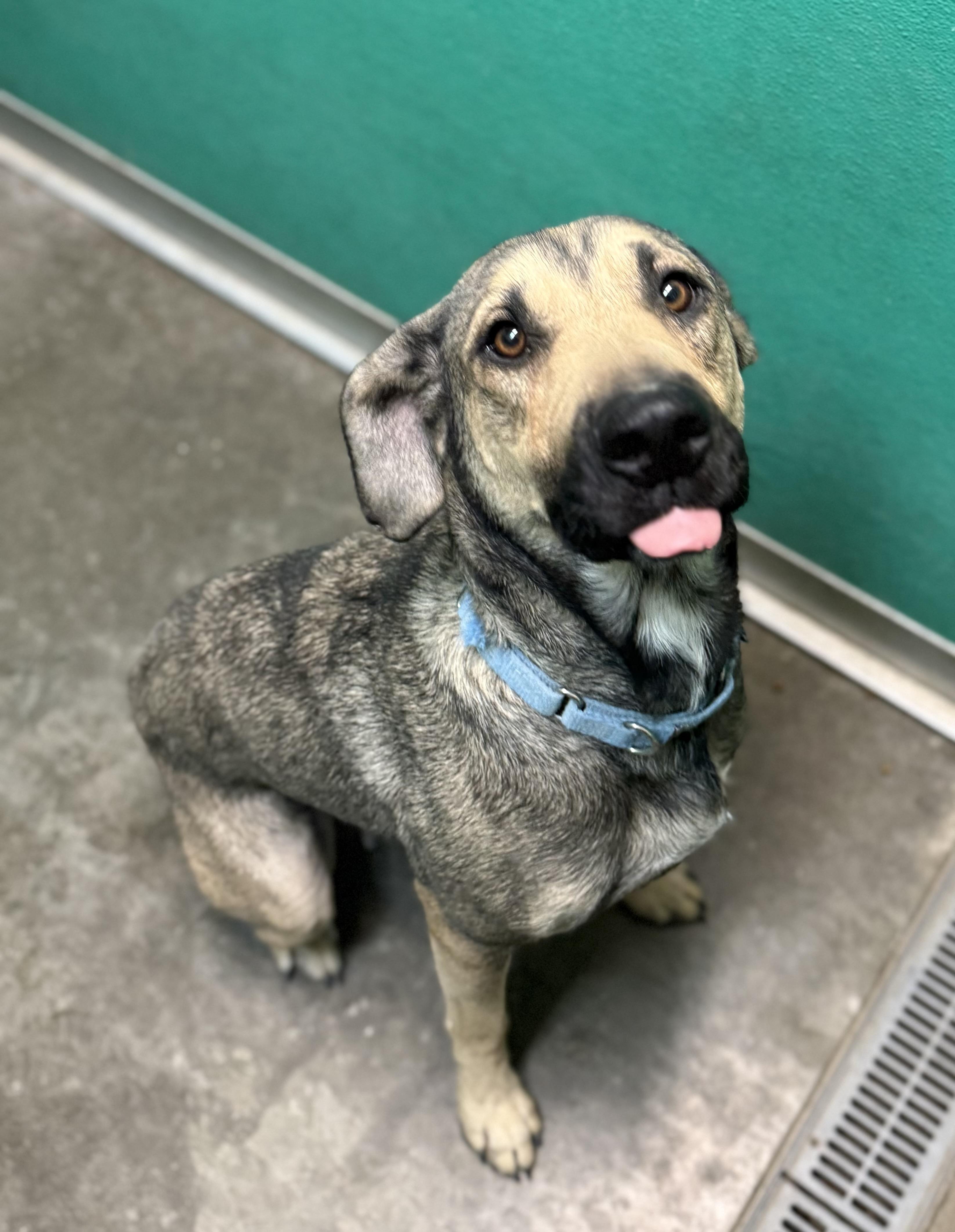 Enlarge Nikki, a Adoptable mixed breed in Hiawatha, KS image 5/5