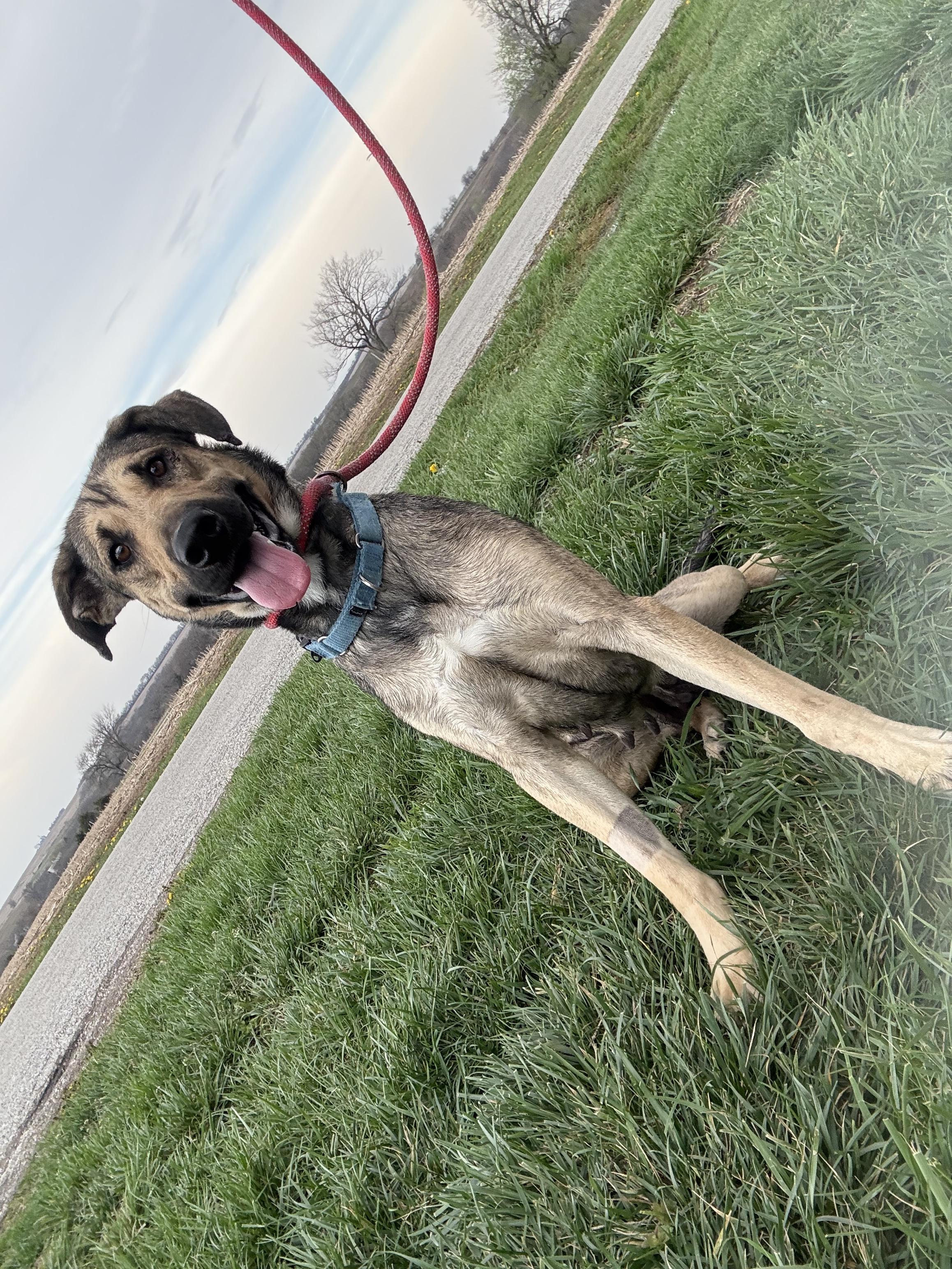 Enlarge Nikki, a Adoptable mixed breed in Hiawatha, KS image 6/6