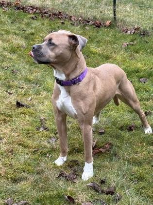 Arthur, Adoptable, Adult Male Pit Bull Terrier & Boxer.