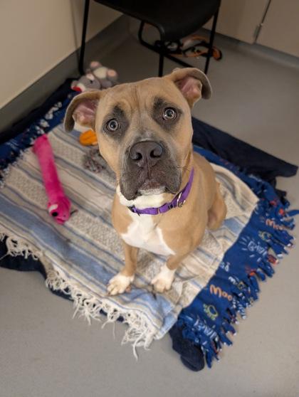 Arthur, Adoptable, Adult Male Pit Bull Terrier & Boxer.