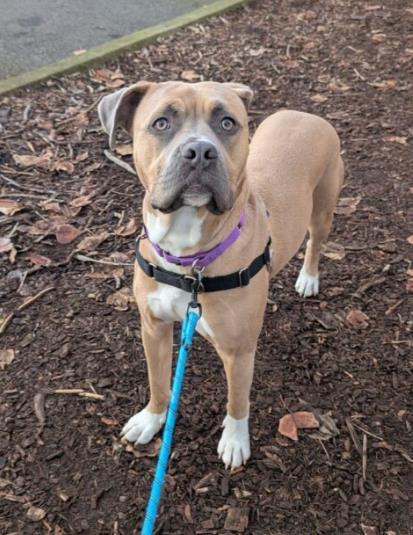 Arthur, a Adoptable mixed breed in Bellevue, WA image 2/3