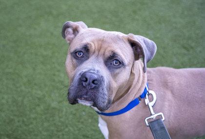 Arthur, a Adoptable mixed breed in Bellevue, WA image 3/3