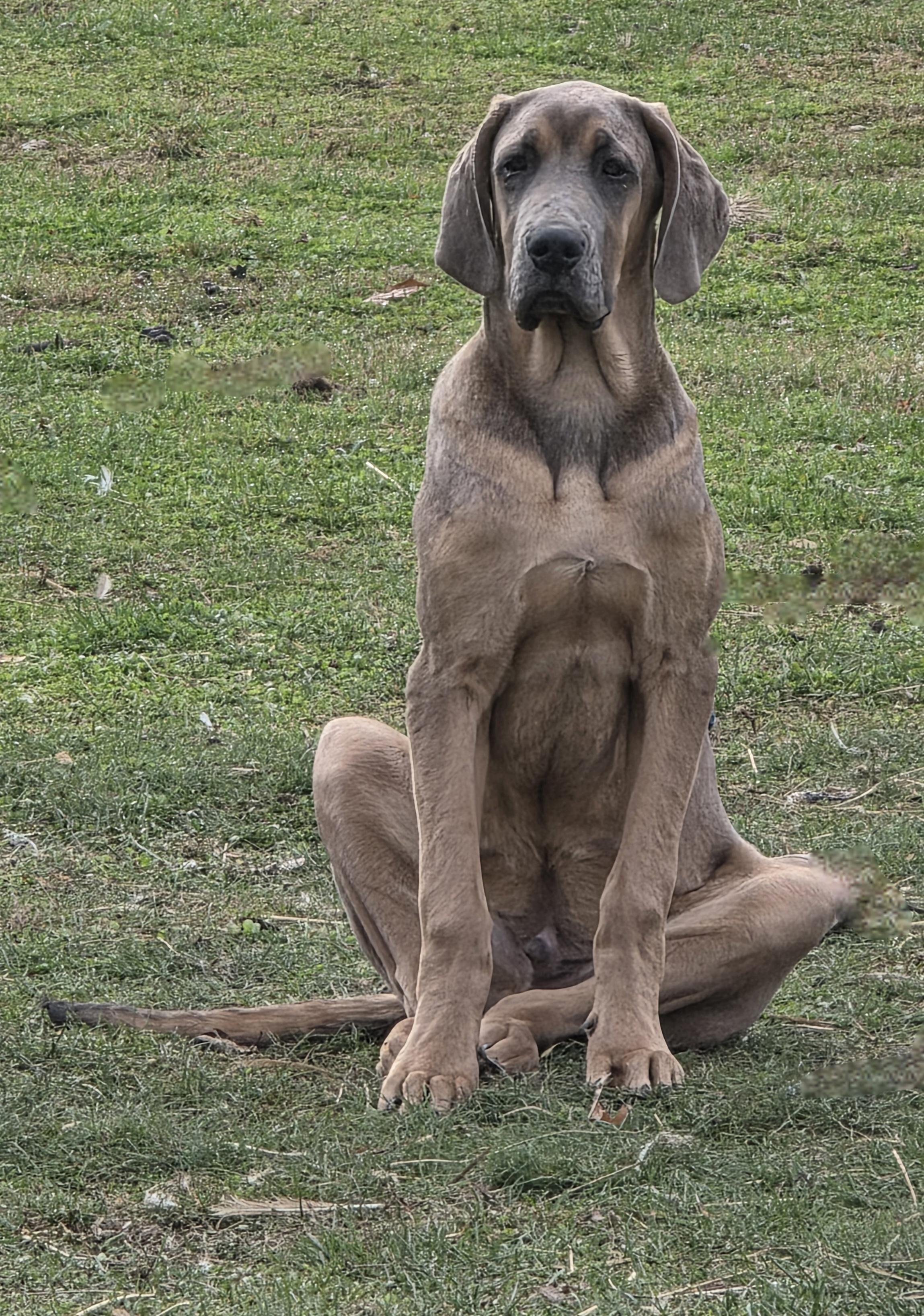 Enlarge Smokey, a ADOPTABLE Great Dane in Diamond, OH image 2/3