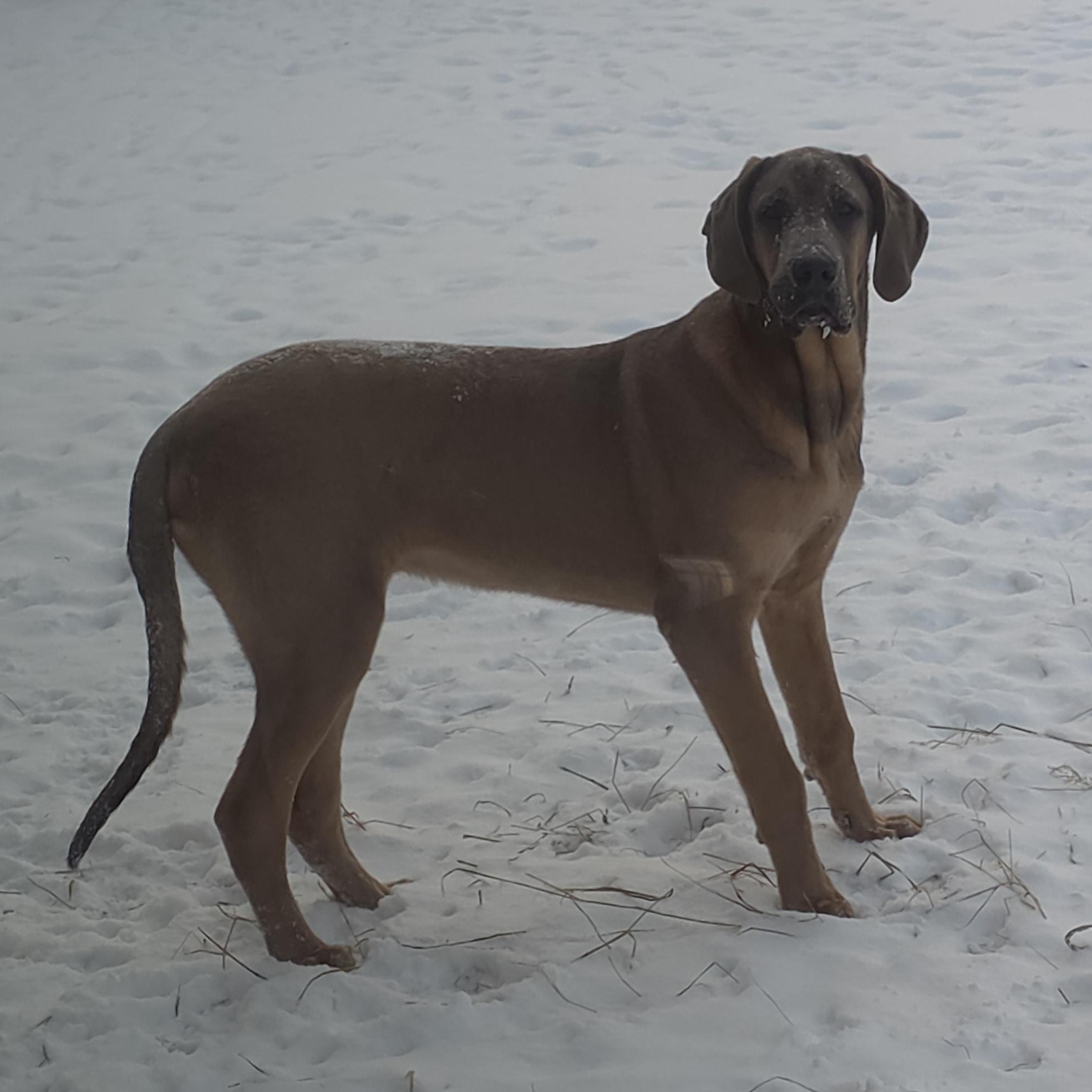 Enlarge Smokey, a ADOPTABLE Great Dane in Diamond, OH image 3/3