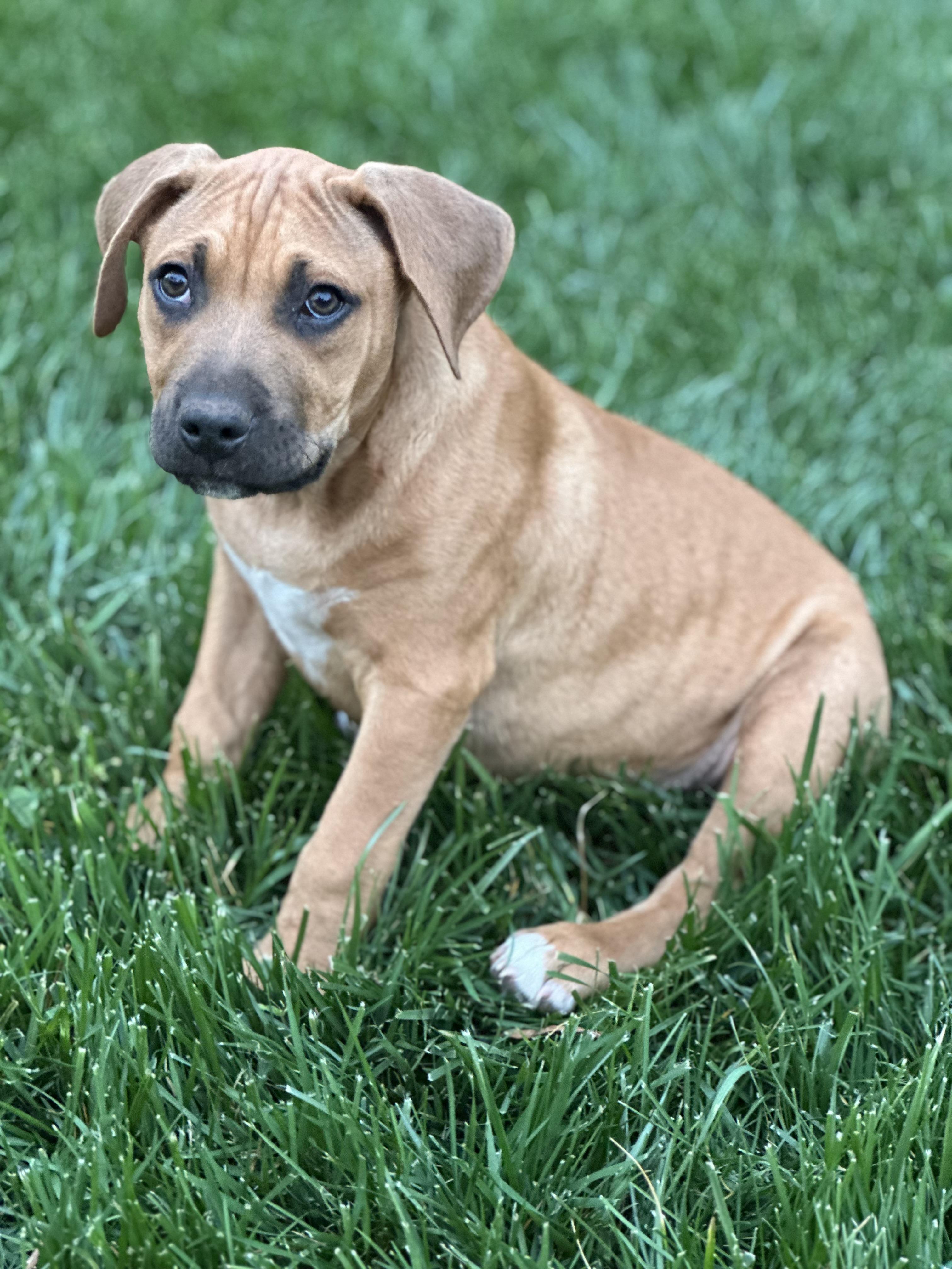 Enlarge Hellbuyk , a ADOPTABLE mixed breed in Maiden, NC image 1/2