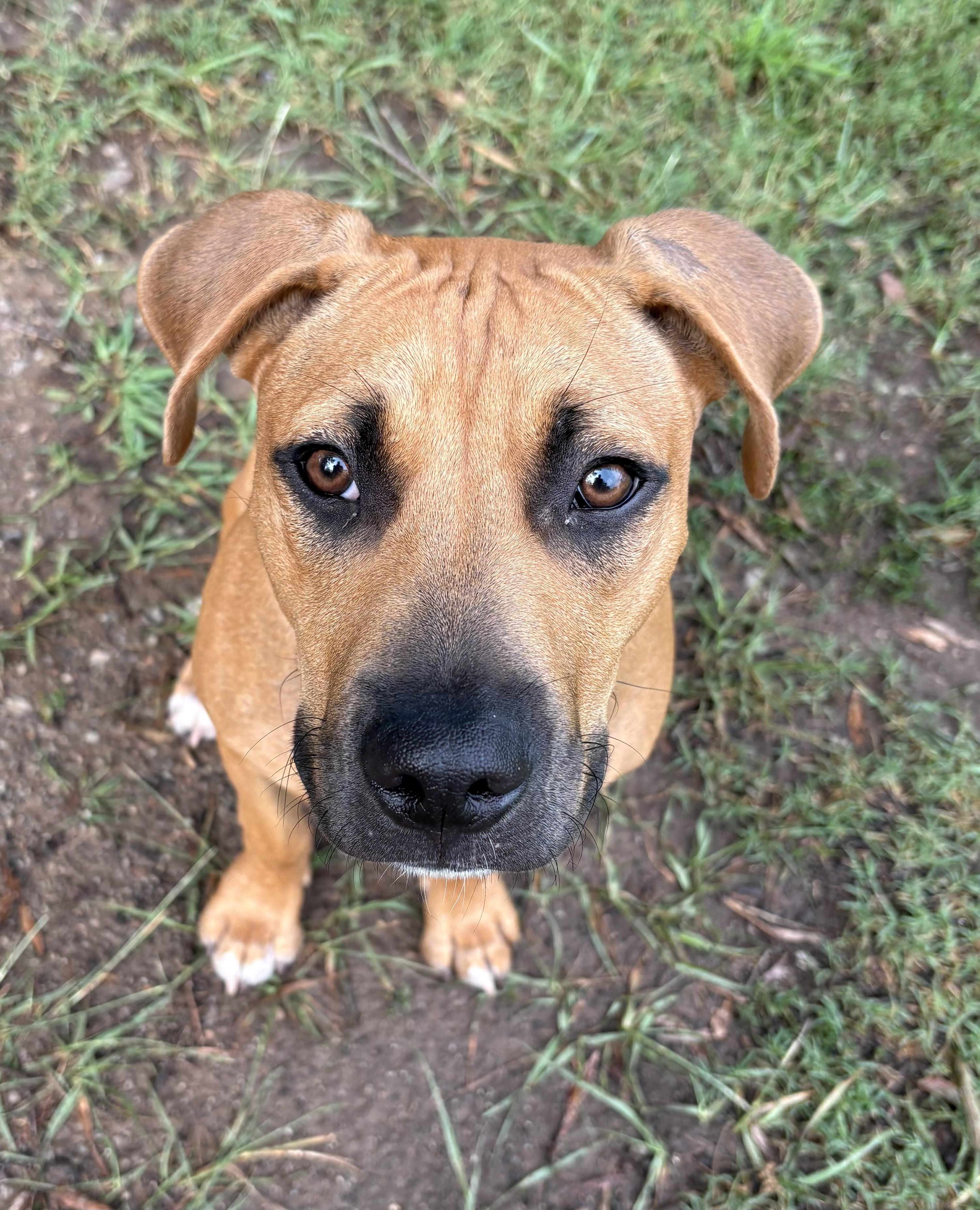Hellbuyk , a ADOPTABLE mixed breed in Maiden, NC image 4/6