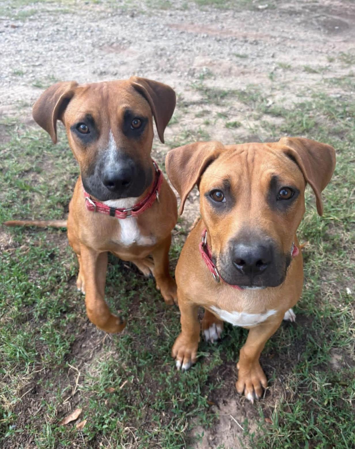 Hellbuyk , ADOPTABLE, Puppy Male Boxer & Rhodesian Ridgeback.