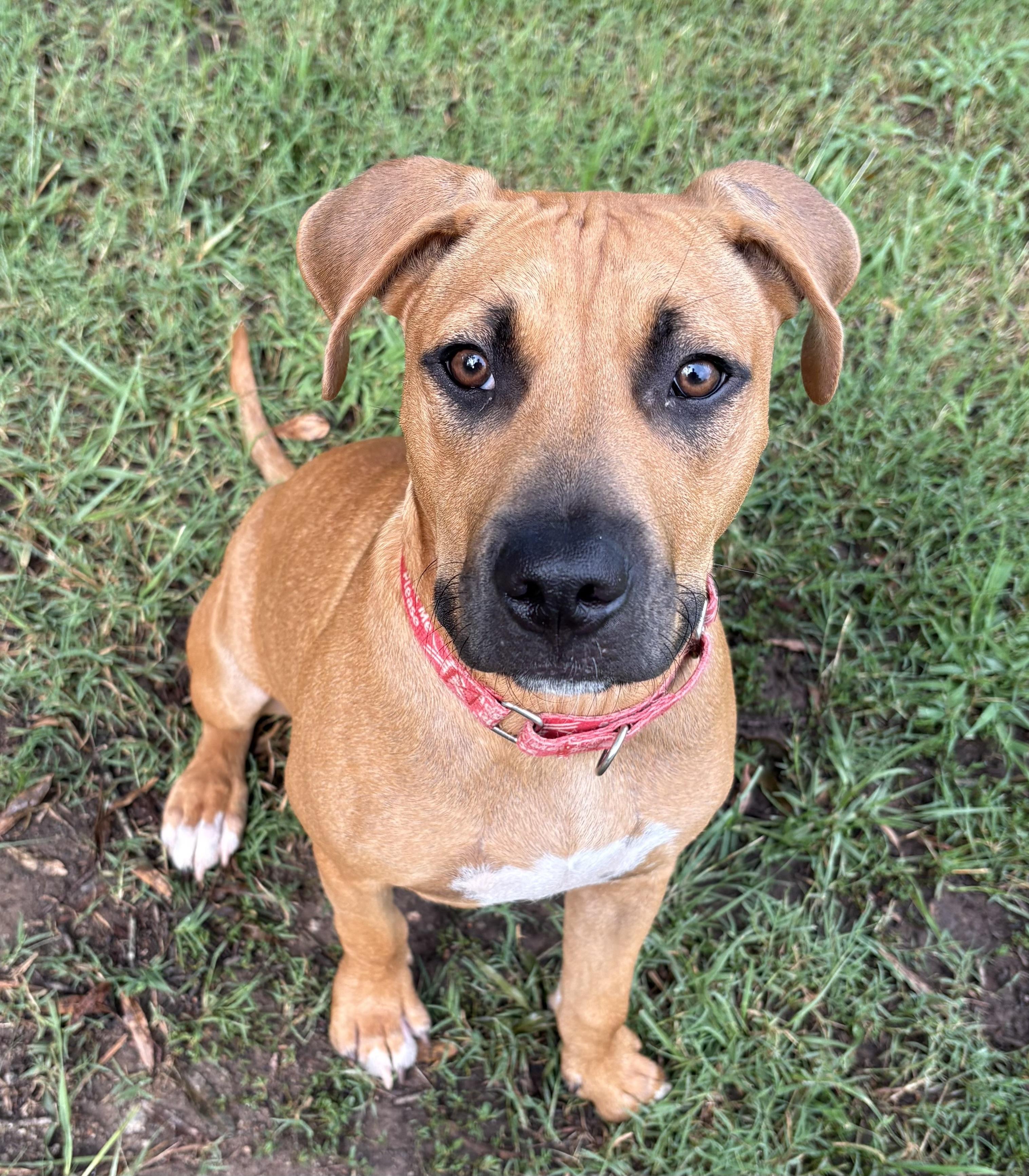 Hellbuyk , a ADOPTABLE mixed breed in Maiden, NC image 5/6