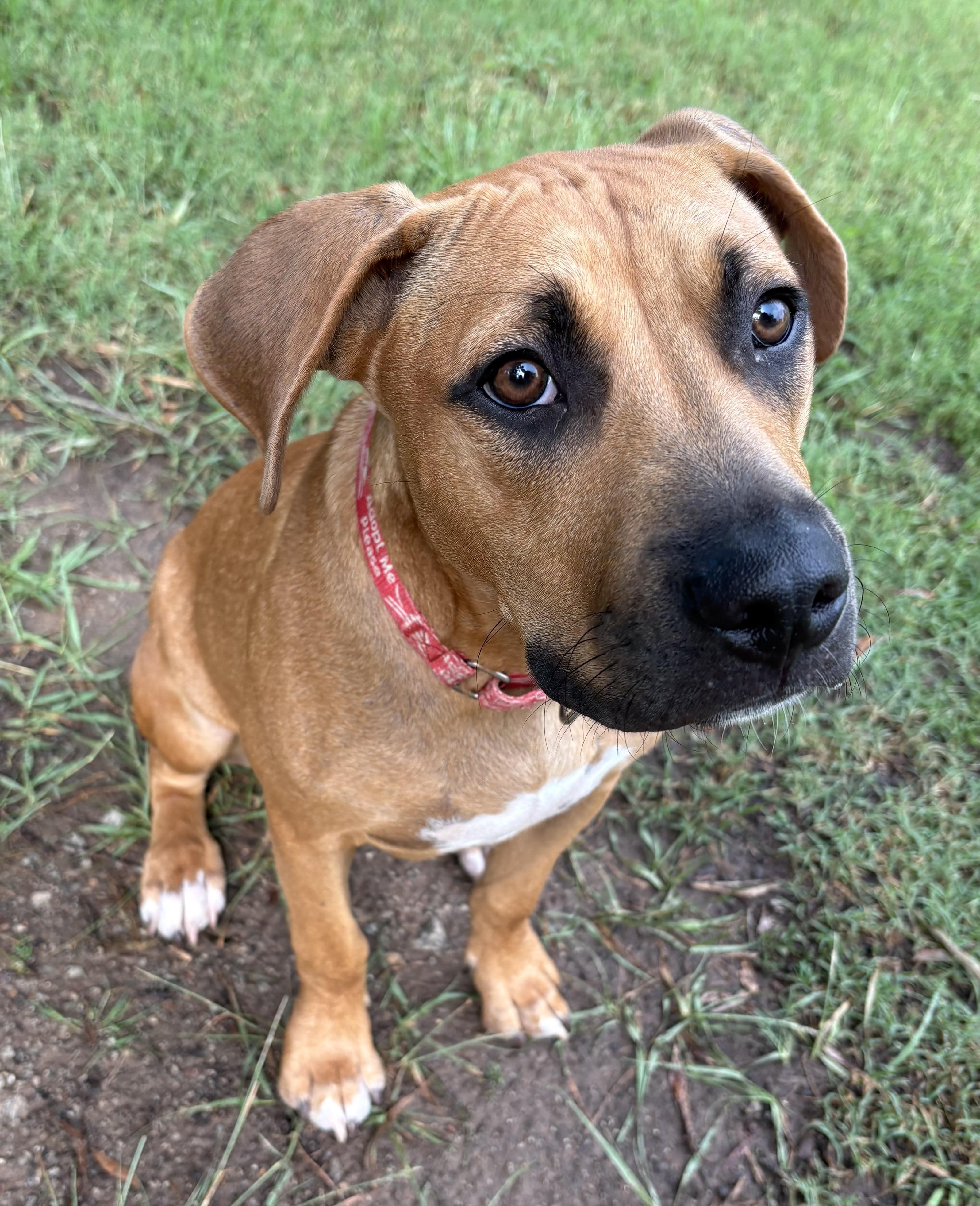 Hellbuyk , a ADOPTABLE mixed breed in Maiden, NC image 6/6