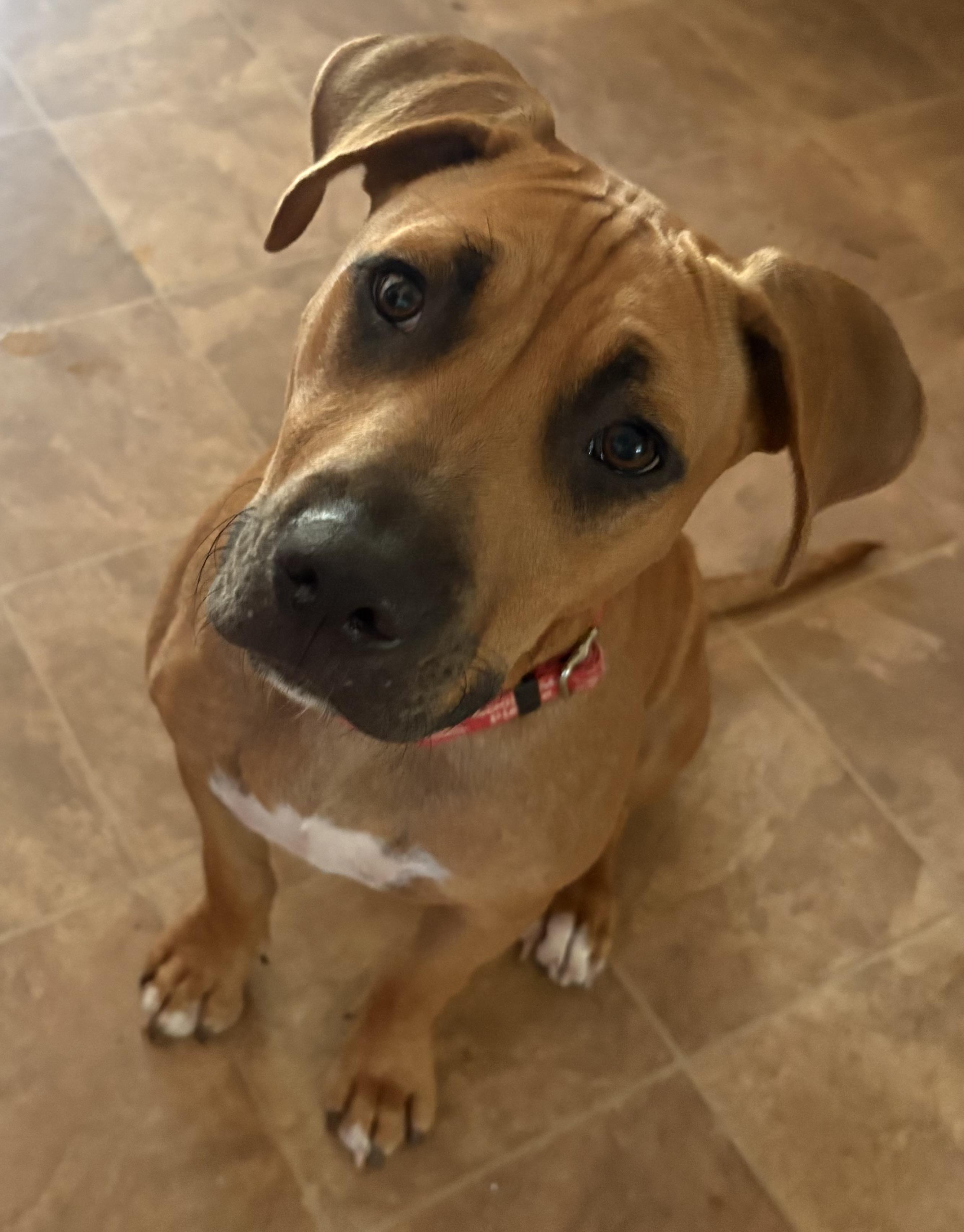 Hellbuyk , a ADOPTABLE mixed breed in Maiden, NC image 2/6