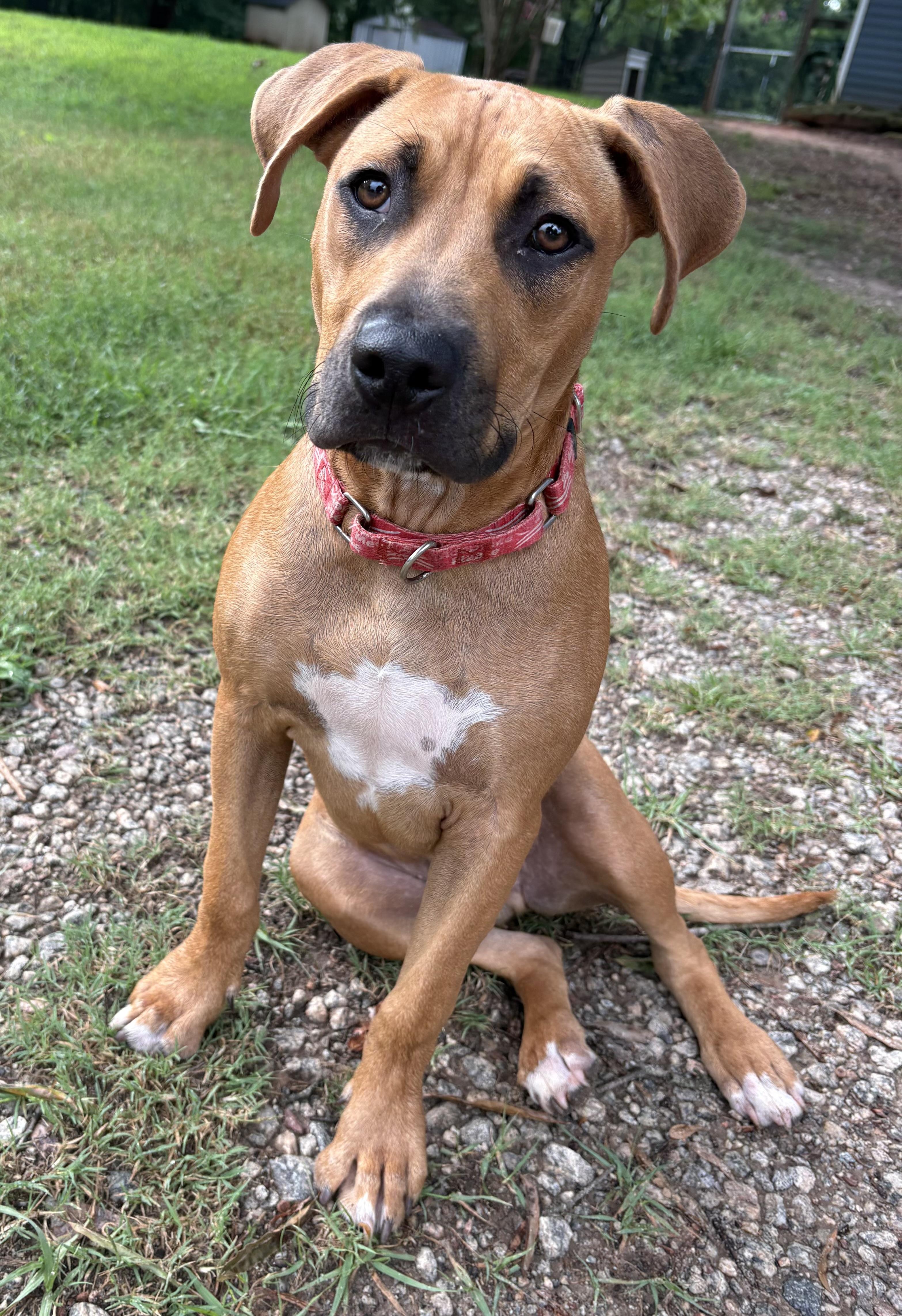 Hellbuyk , a ADOPTABLE mixed breed in Maiden, NC image 1/6
