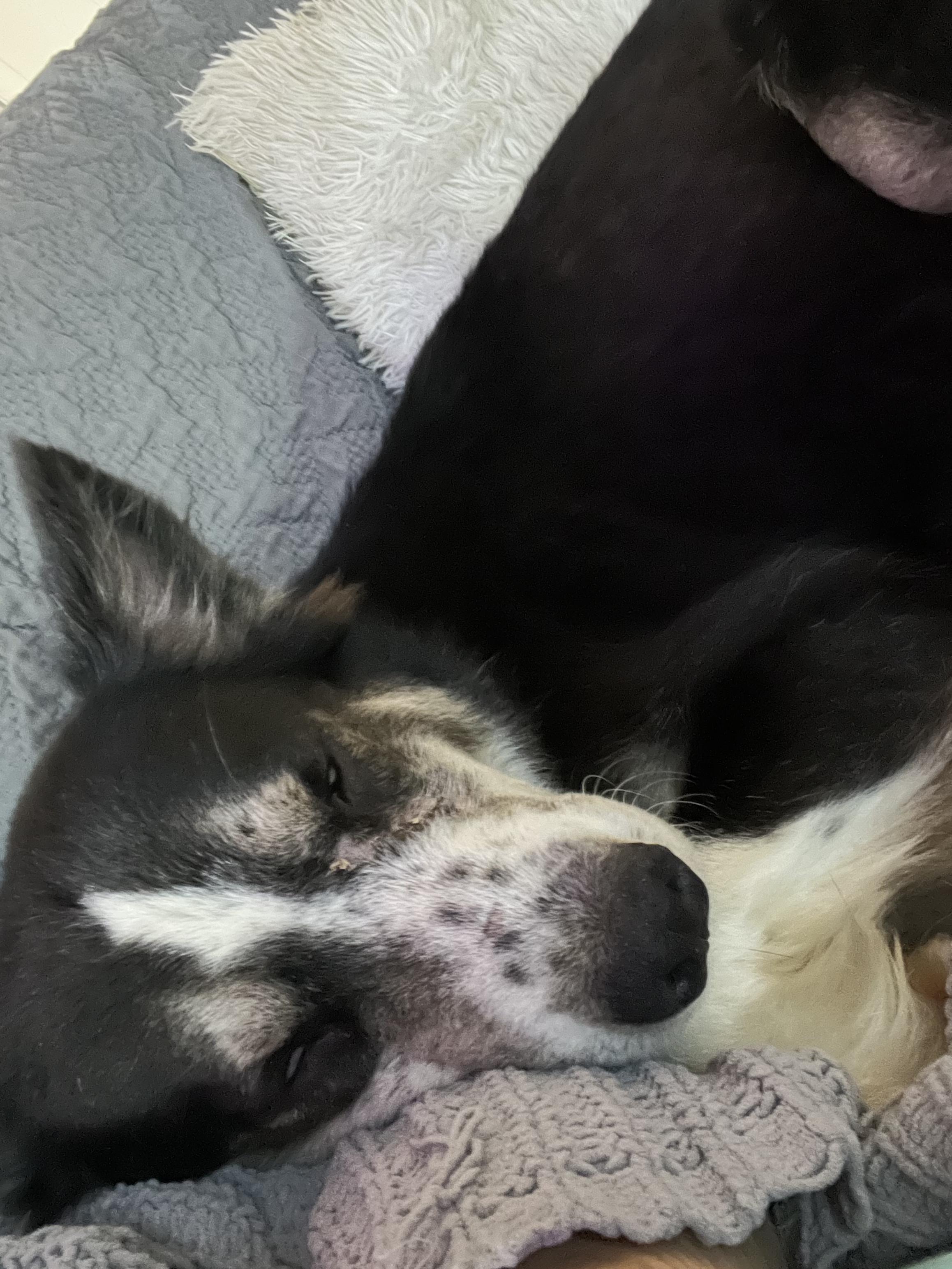 Enlarge Lovey, an adopted mixed breed in Mabank, TX image 2/3