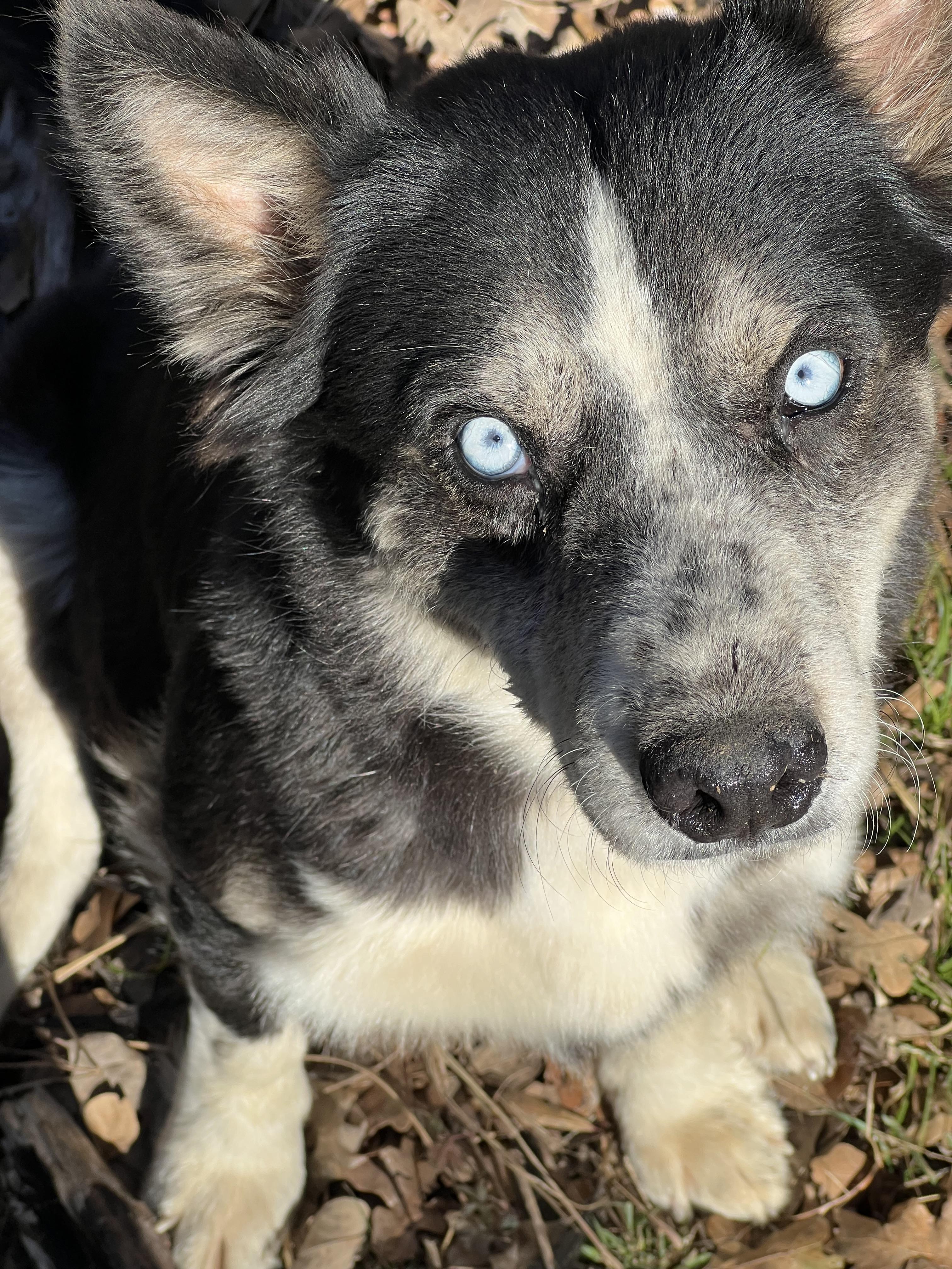 Enlarge Lovey, an adopted mixed breed in Mabank, TX image 1/3