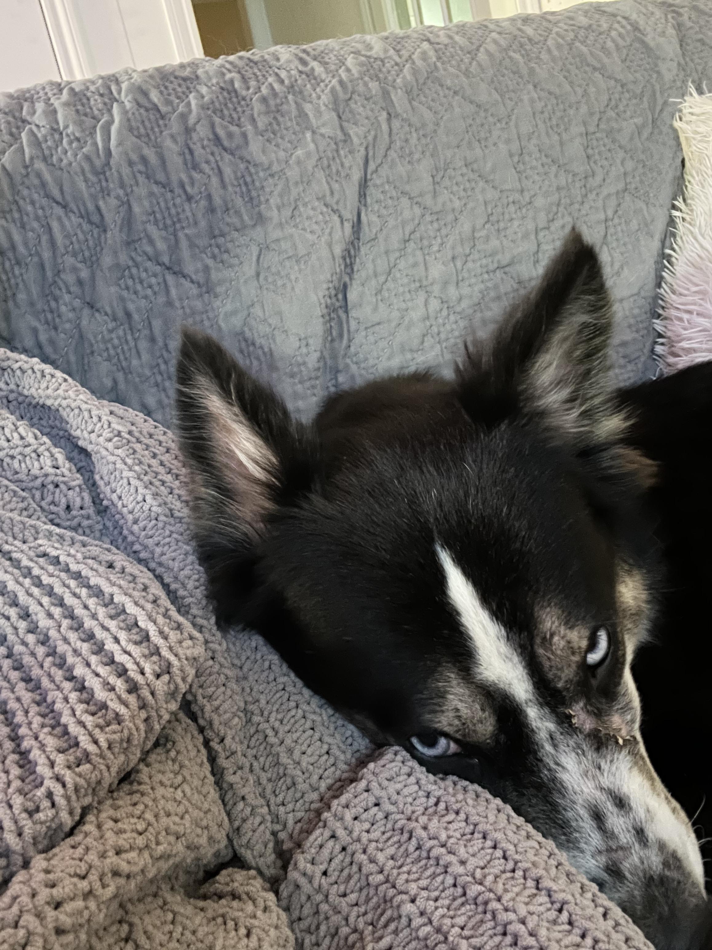 Enlarge Lovey, an adopted mixed breed in Mabank, TX image 3/3