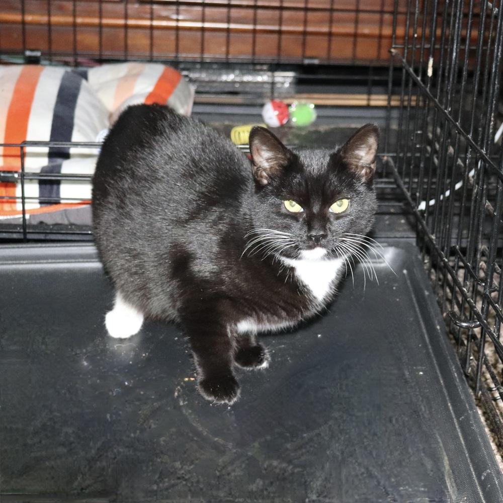 Enlarge Ciera, a Adoptable Domestic Short Hair in Patchogue, NY image 1/6