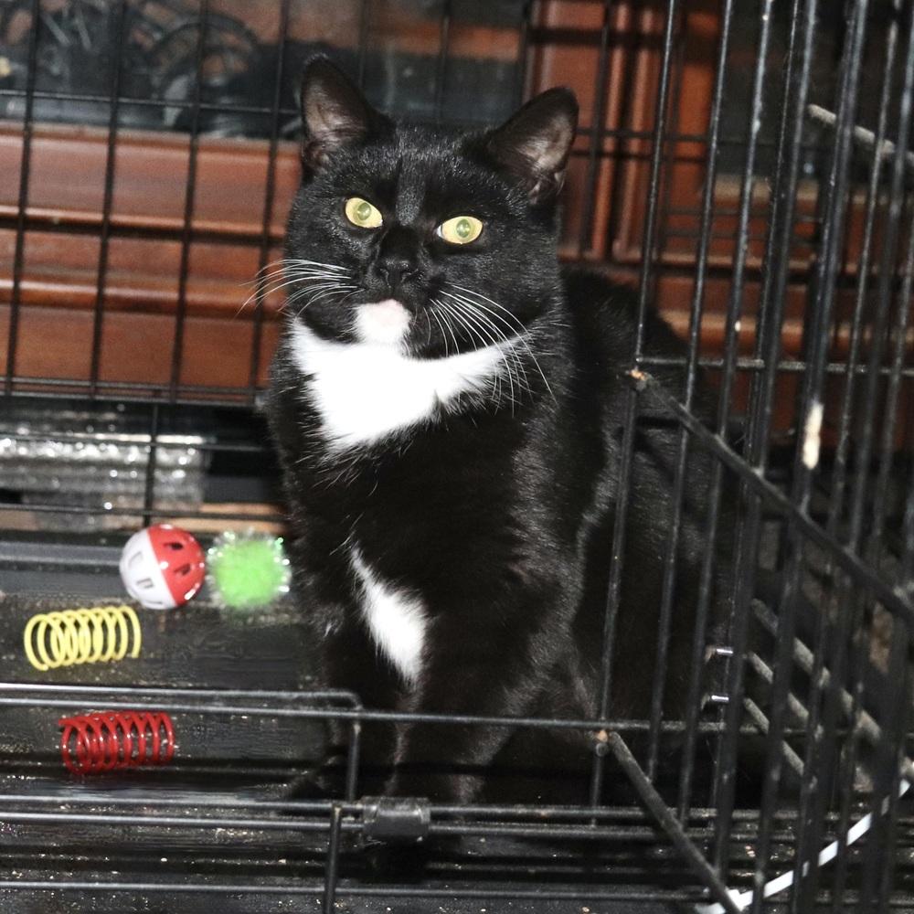 Enlarge Ciera, a Adoptable Domestic Short Hair in Patchogue, NY image 2/6