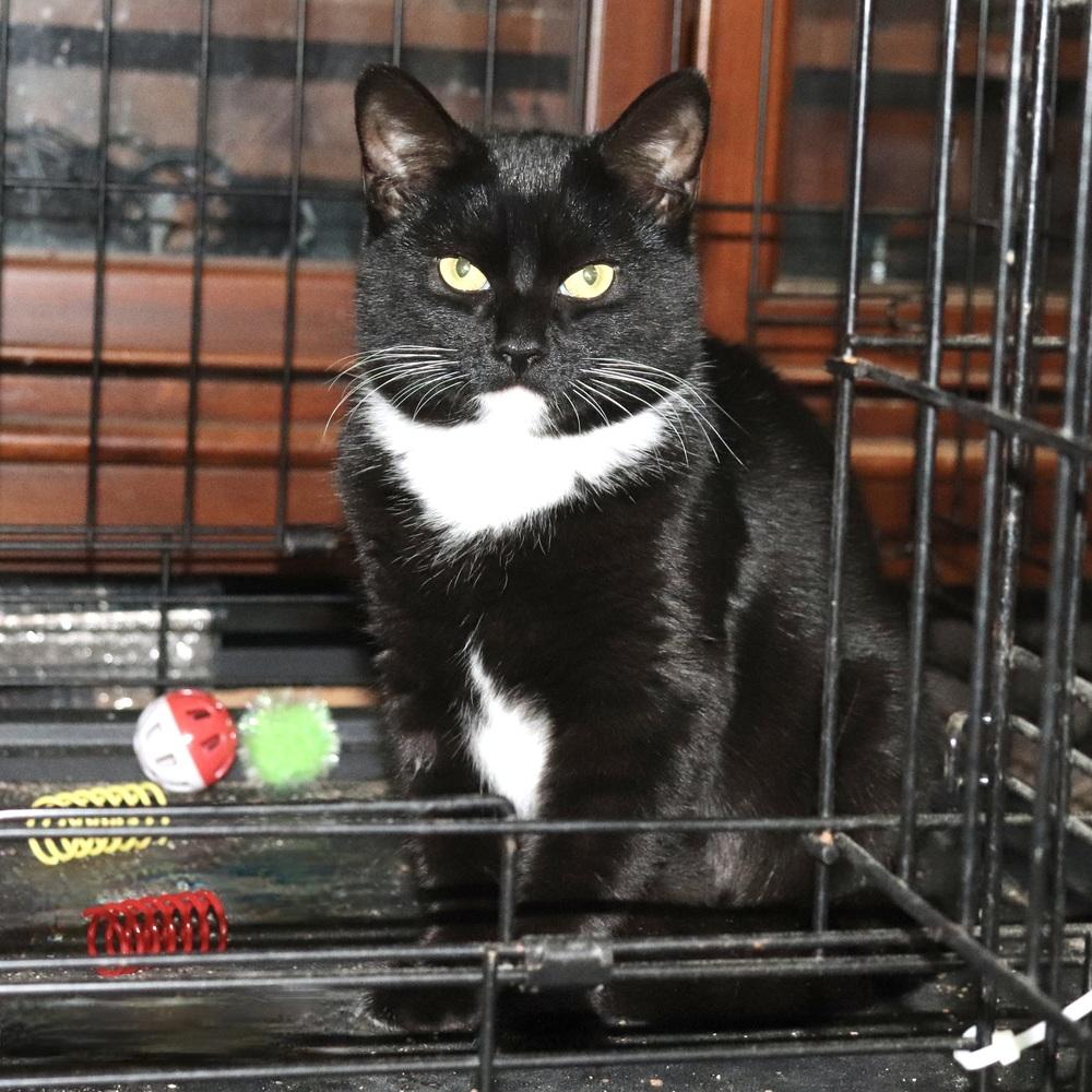 Enlarge Ciera, a Adoptable Domestic Short Hair in Patchogue, NY image 5/6