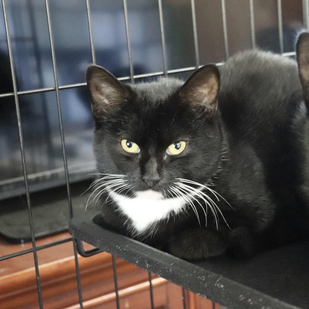 Enlarge Ciera, a Adoptable Domestic Short Hair in Patchogue, NY image 6/6