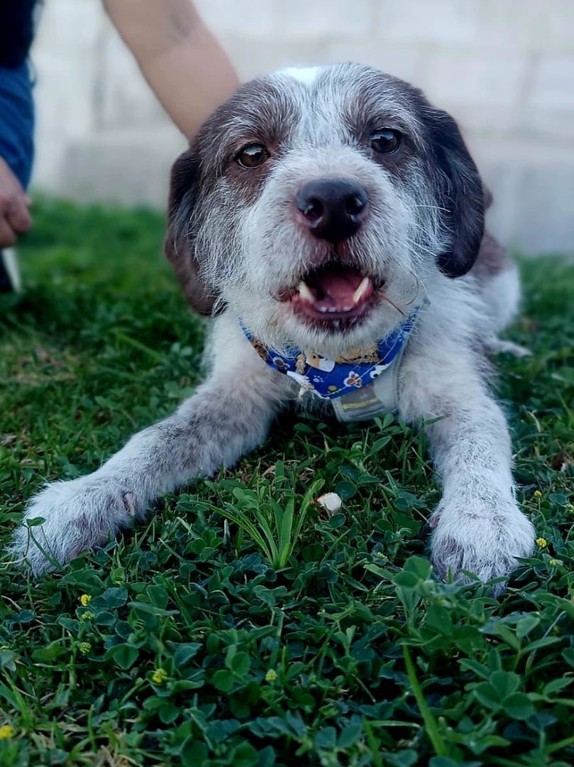 Richy, a Adopted mixed breed in Auburn, WA image 1/5