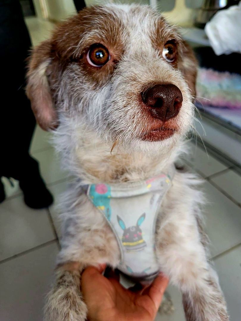 Richy, a Adopted mixed breed in Auburn, WA image 2/5