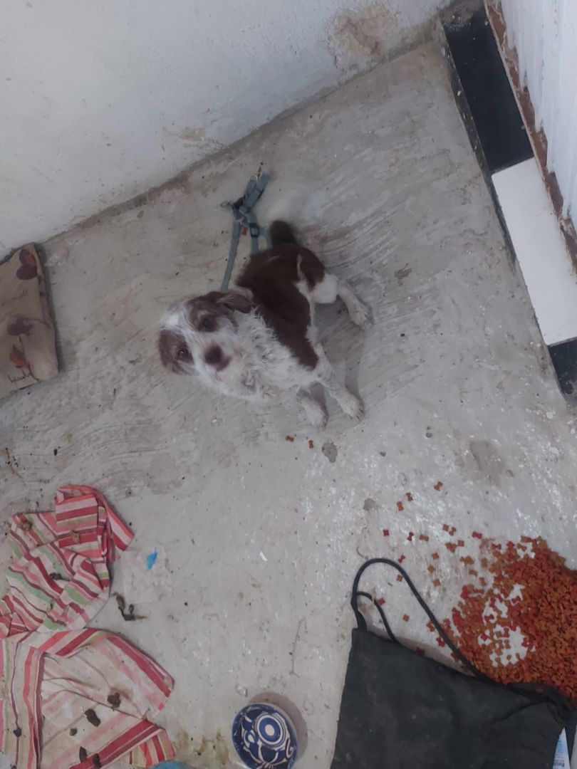 Richy, a Adopted mixed breed in Auburn, WA image 3/5