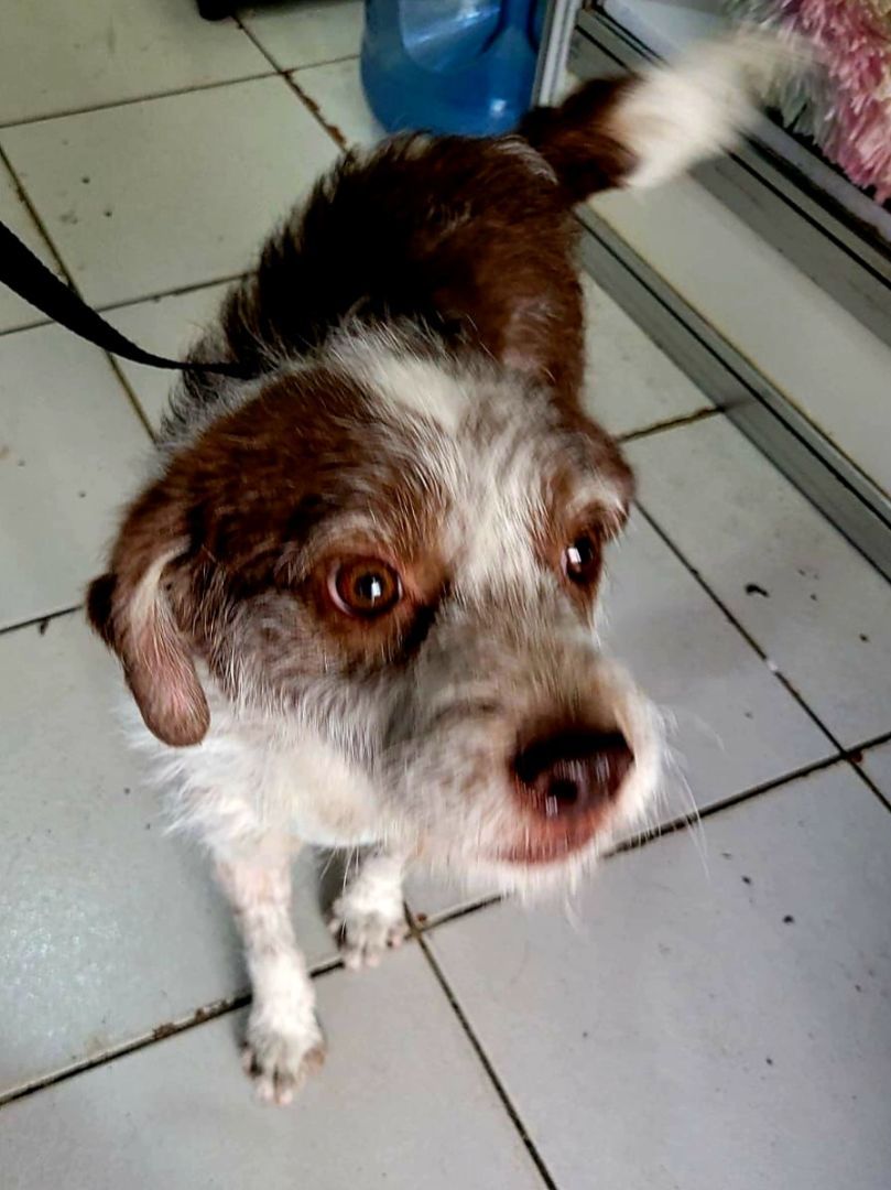 Richy, a Adopted mixed breed in Auburn, WA image 4/5