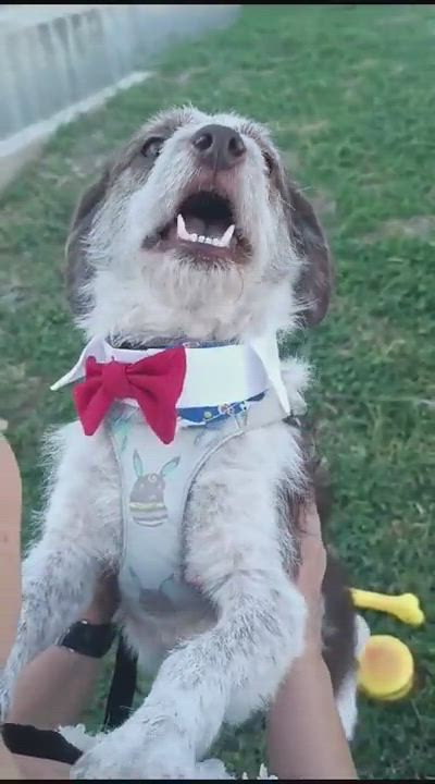 Enlarge Richy, a Adopted mixed breed in Auburn, WA video 5/5