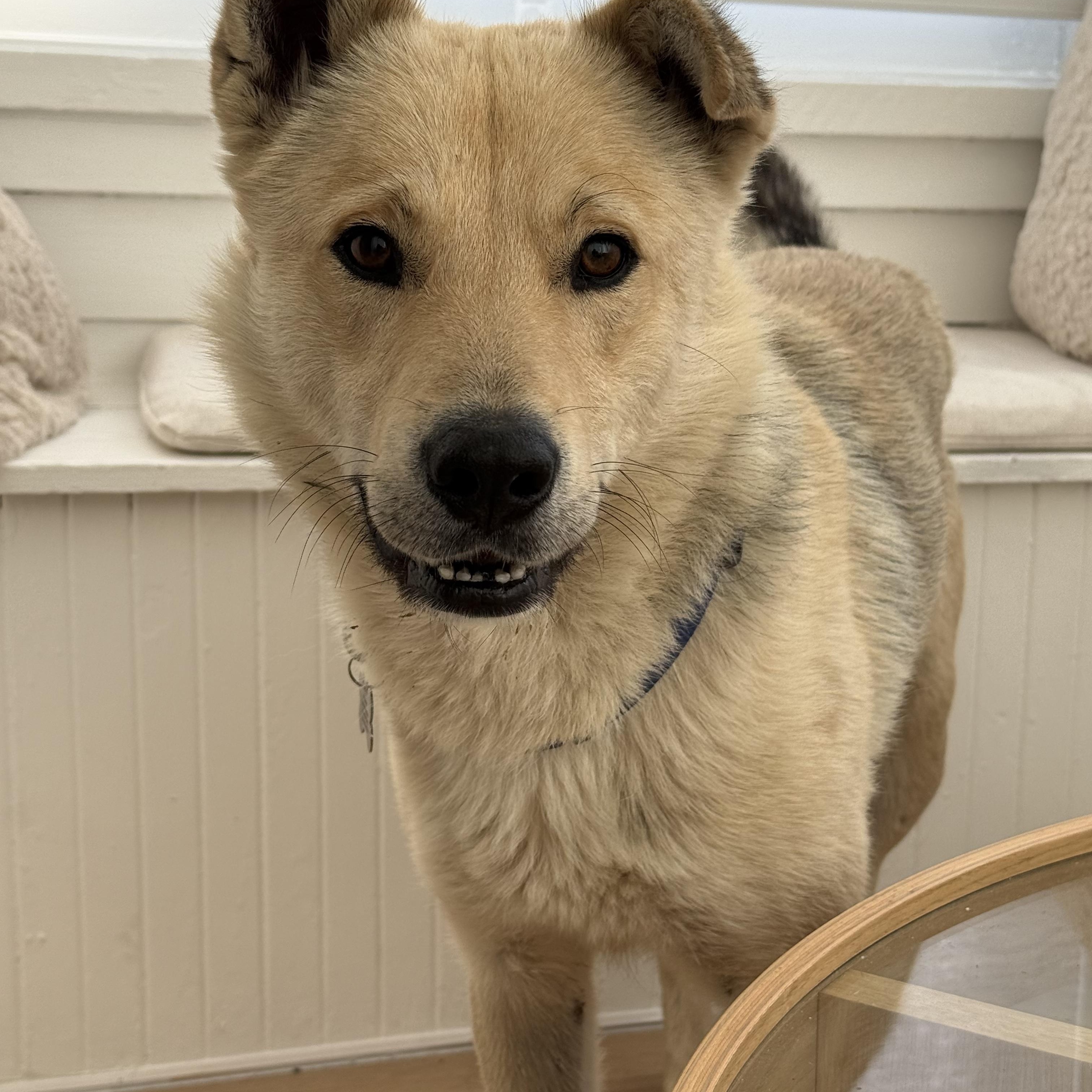 Tex, adopted, Young Male Shepherd.