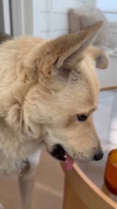 Enlarge Tex, an adopted mixed breed in Los Angeles, CA video 2/2