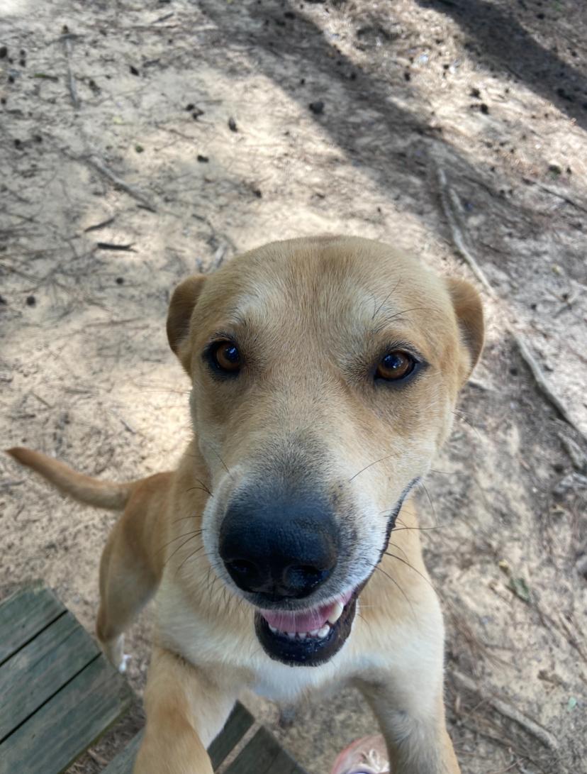 Buck, a ADOPTABLE mixed breed in Ruston, LA image 1/5