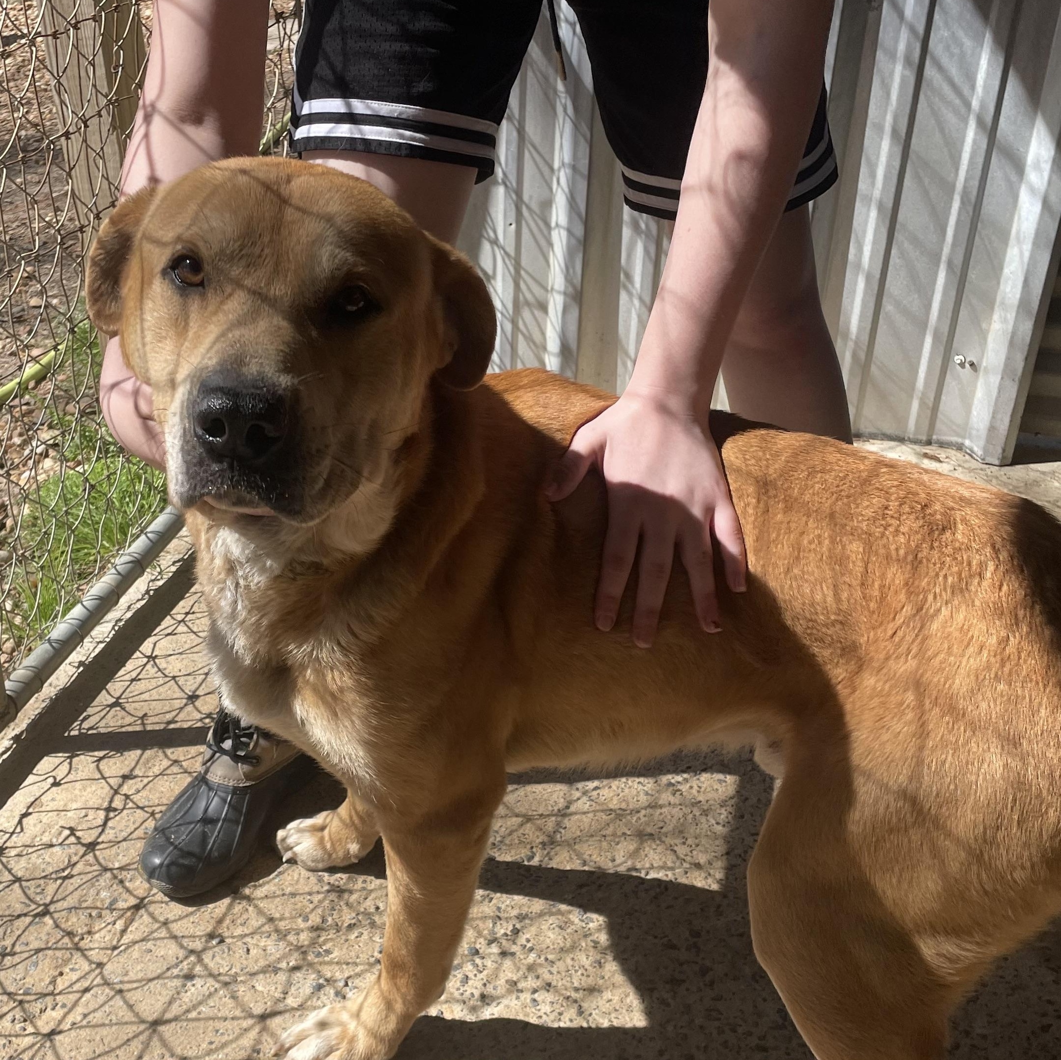 Buck, a ADOPTABLE mixed breed in Ruston, LA image 4/5