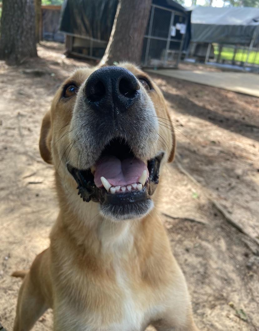 Buck, a ADOPTABLE mixed breed in Ruston, LA image 2/5