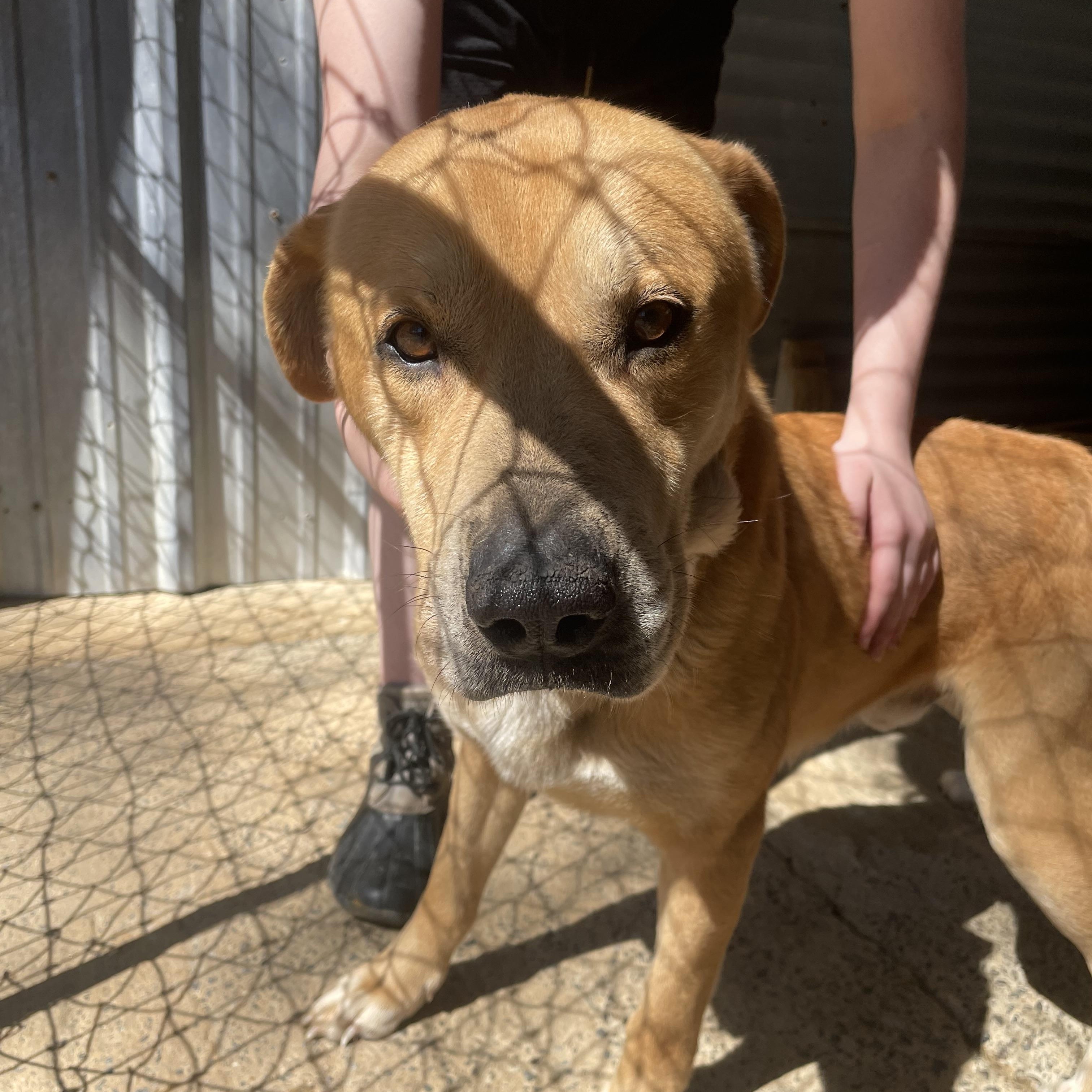 Buck, a ADOPTABLE mixed breed in Ruston, LA image 3/5